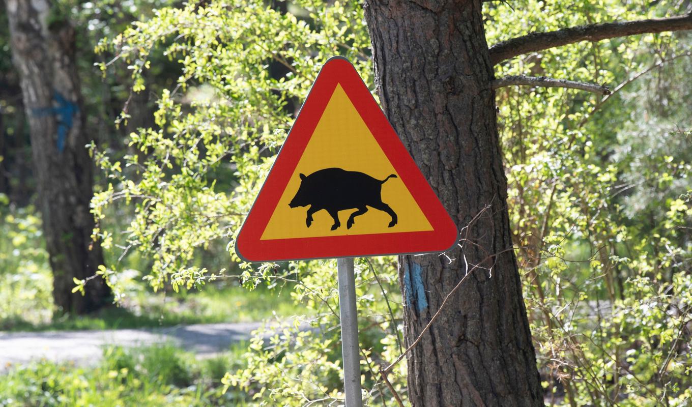 Vildsvin på avfallsanläggningar ökar risken för spridning av afrikansk svinpest. Arkivbild. Foto: Fredrik Sandberg/TT