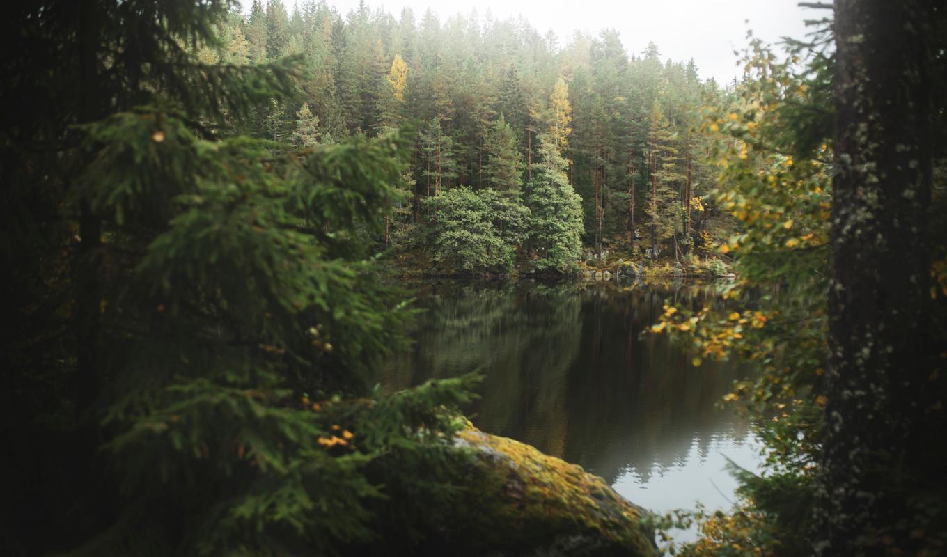 En skog går inte att förstå teoretiskt, man måste uppleva den med alla sinnen. Foto: Ida Olsson/Naturskyddsföreningen