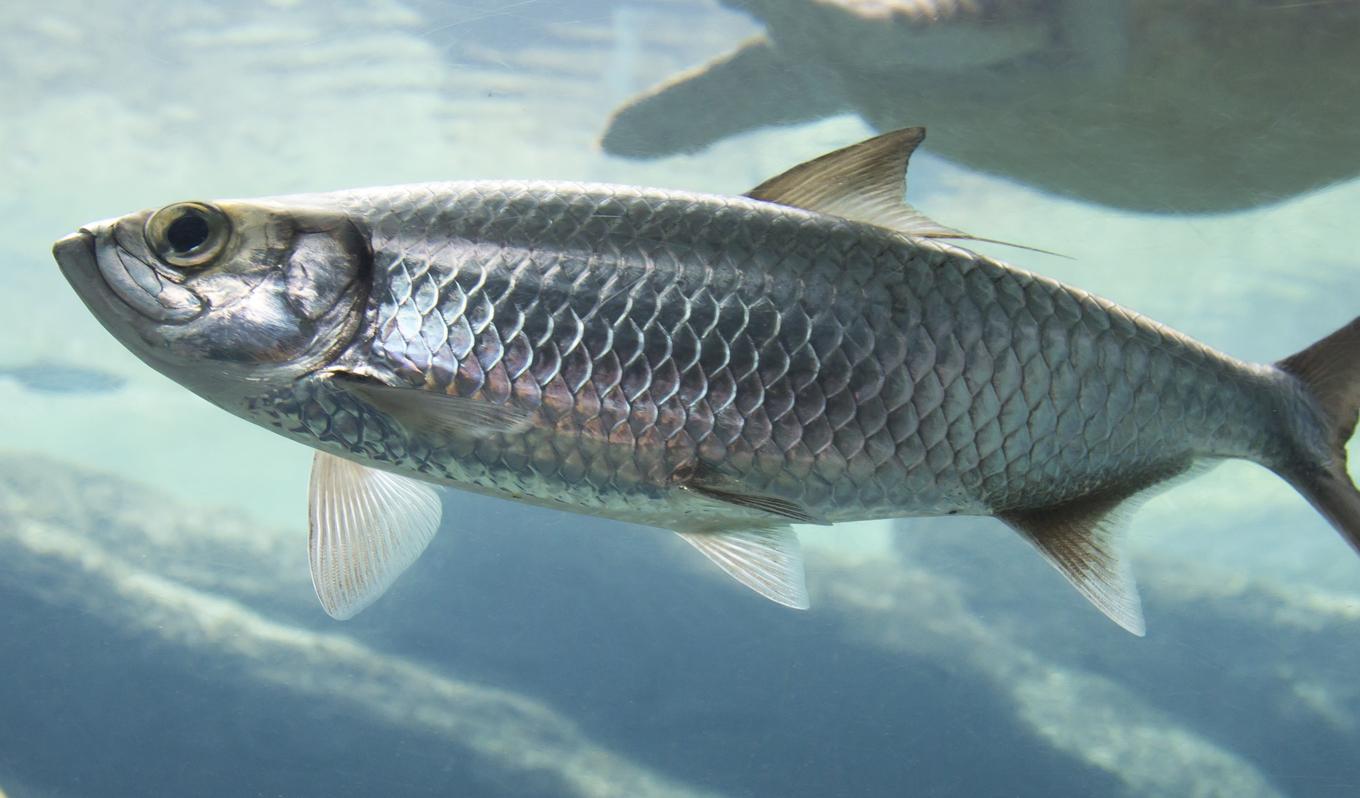 Storskaligt trålfiske till havs utarmar strömmingsbeståndet i Östersjön. Enligt WWF är fisken liten och blir könsmogen tidigare. Stora strömmingar har minskat i antal. Foto: Shutterstock