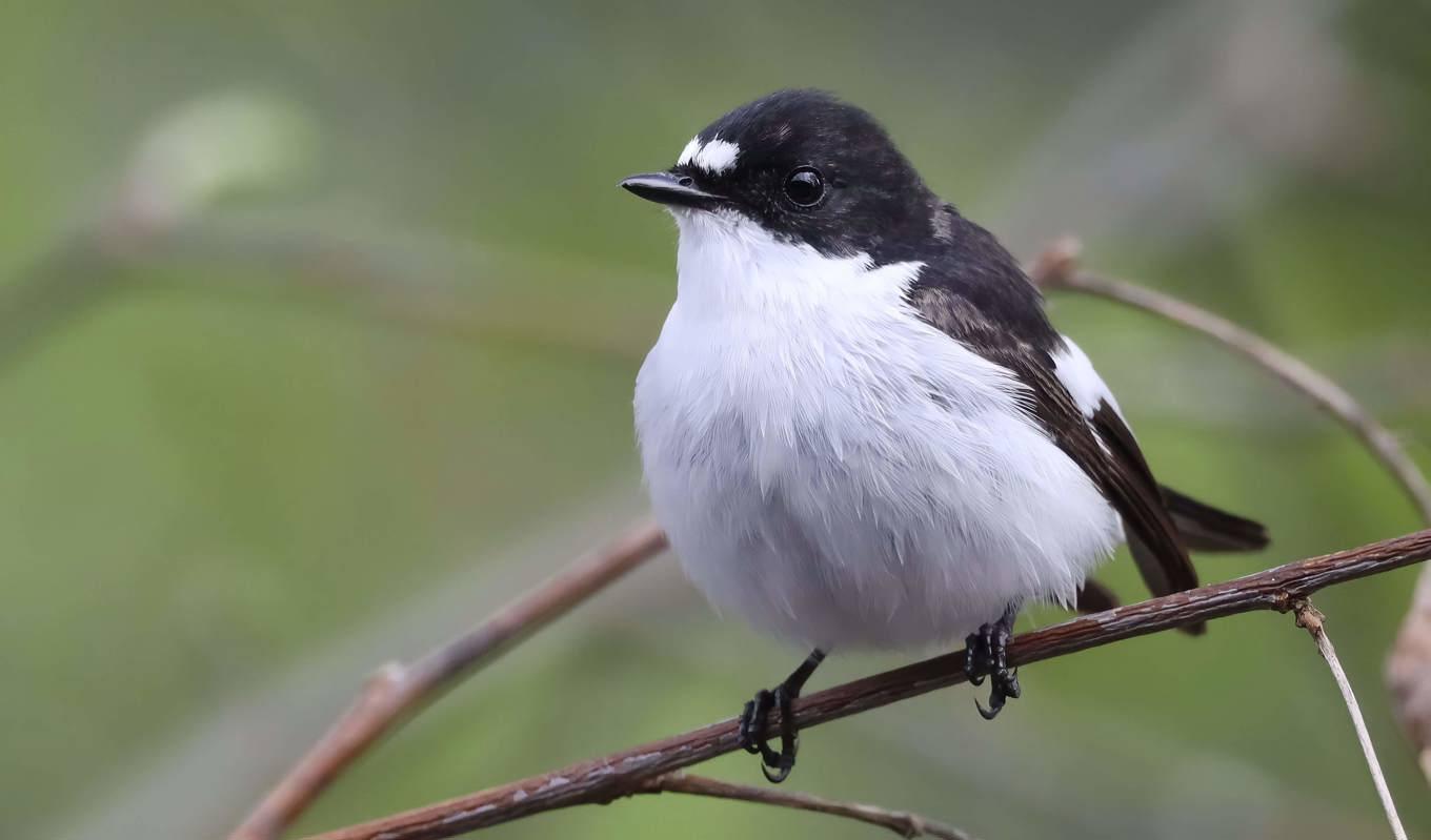 När våren är tidig kommer den svartvita flugsnapparen för sent för att kunna livnära sig på fjärilslarver som gått in i puppstadiet. Foto: Viiru Pesonen