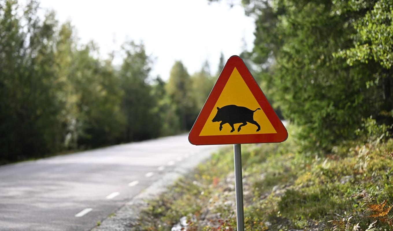 Myndigheterna ber jägare om hjälp att säkerställa att afrikansk svinpest inte spridits. Arkivbild. Foto: Pontus Lundahl/TT