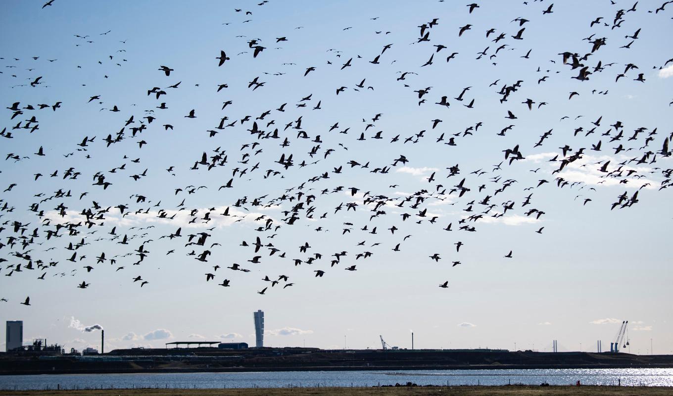 Risken för spridning av fågelinfluensa ökar när flyttfåglarna börjar röra på sig, varnar Jordbruksverket. Arkivbild. Foto: Johan Nilsson/TT