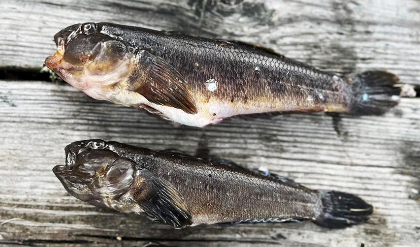 Svartmunnade smörbultar blir vanligare i svenska vatten och är ett hot mot andra arter. Foto: Joakim Hållén