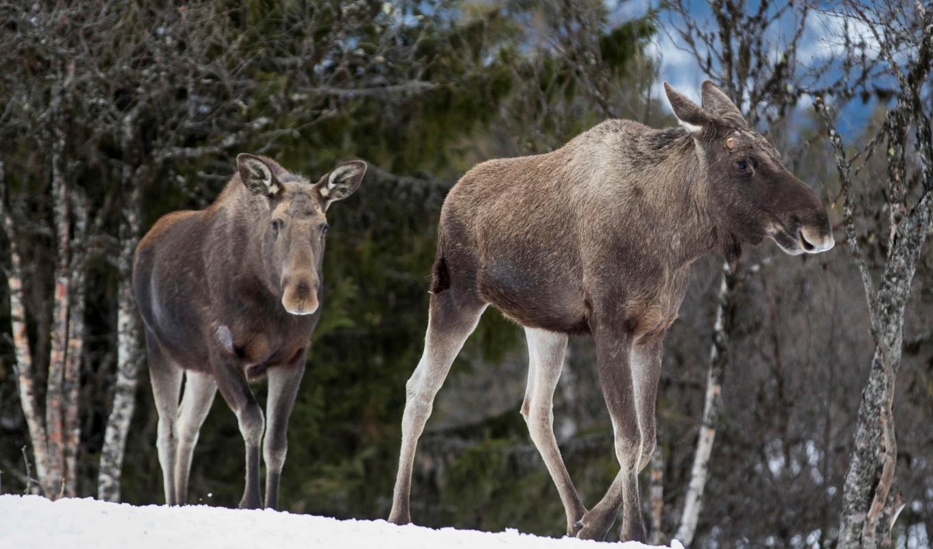 Fler älgar än tidigare år överlever jakten i Norrbotten. Arkivbild. Foto: Heiko Junge/NTB/TT