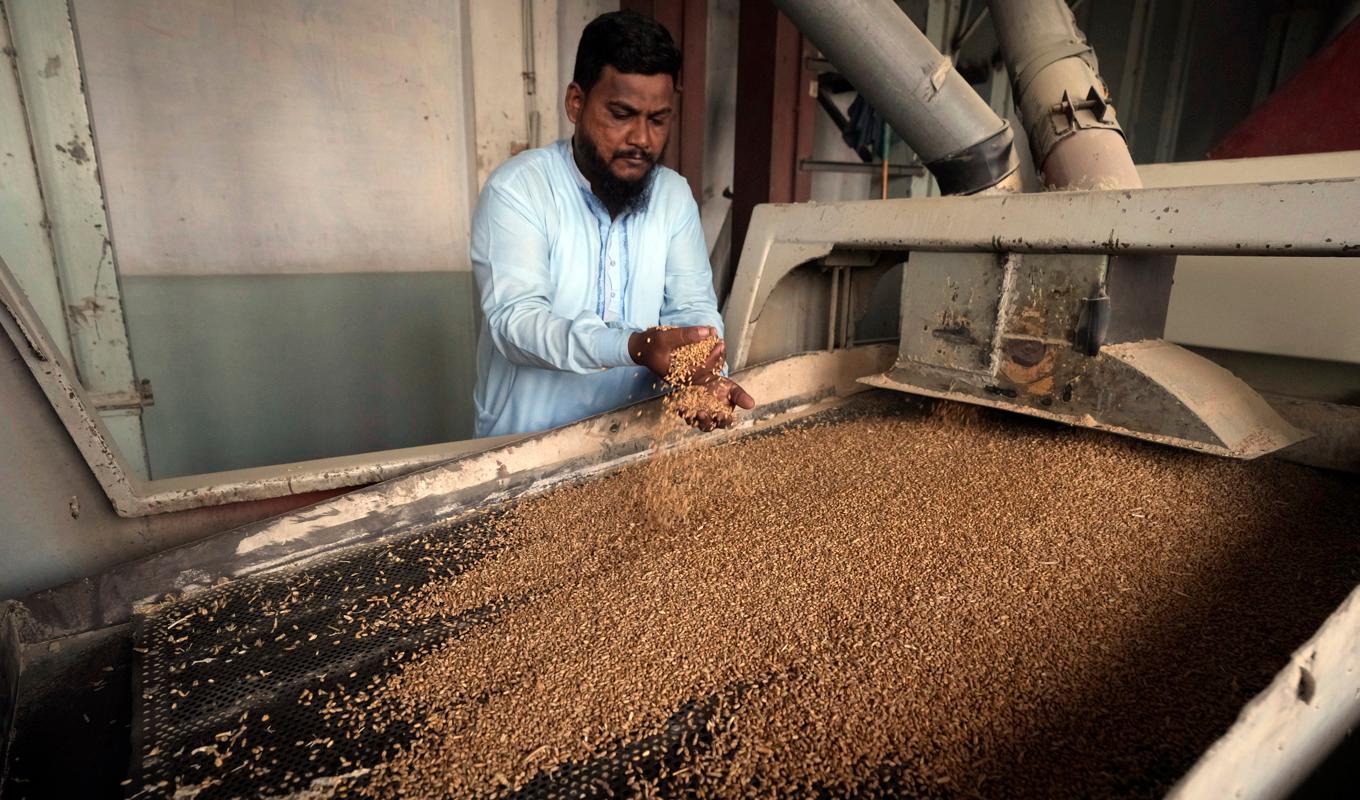 Globala livsmedelspriser sjunker, om än i långsam takt. Här pågår sortering av vete i Pakistan. Arkivbild. Foto: Fareed Khan/AP/TT