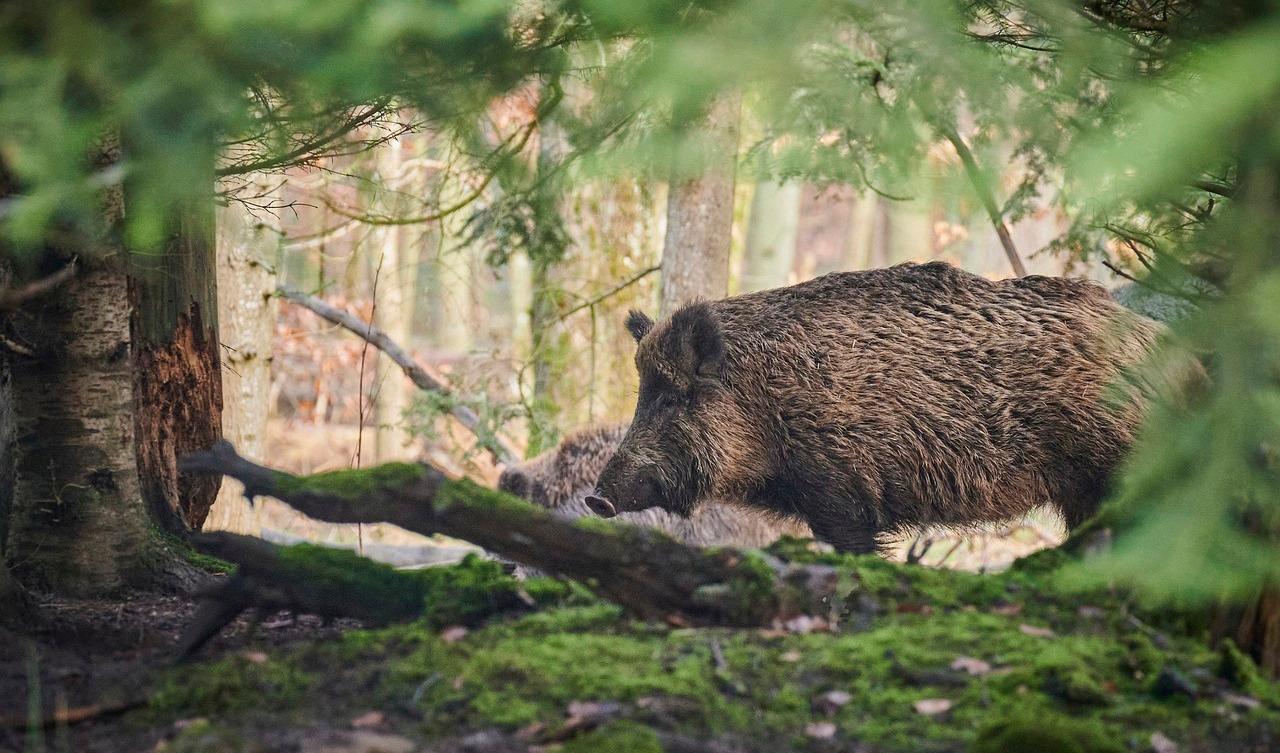 Nästan 100 miljoner kronor har Jordbruksverket begärt av regeringen för att bekämpa svinpesten. Foto: Paul Henri Degrande