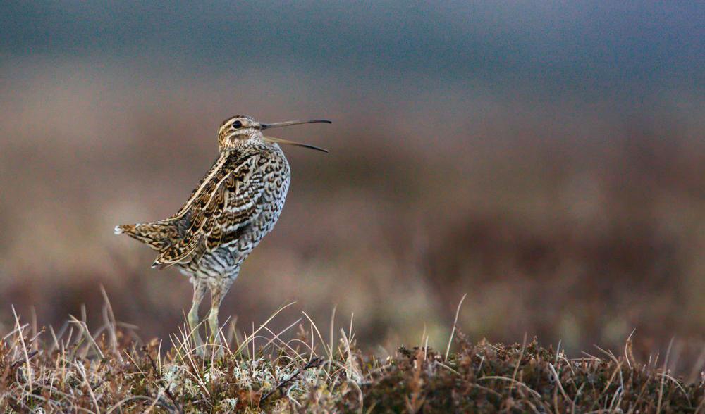 Enligt Sveriges Radios Naturmorgon kan dubbelbeckasiner flyga från de svenska fjällen till Kongo i Afrika i ett sträck utan att stanna, och med en snitthastighet på nästan hundra kilometer i timmen. Foto: Hho46