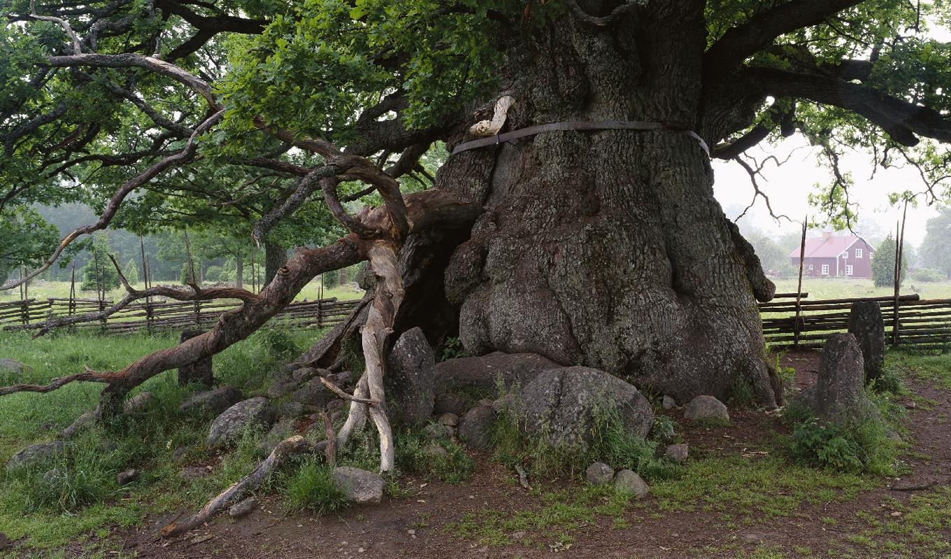 När ekskottet först bröt igenom jordytan befann sig Sverige i den yngre järnåldern, mer specifikt i den period som kallas vikingatid. Foto: Shutterstock