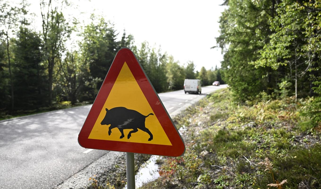 Smittan verkar hålla sig inom det avspärrade området. Arkivbild. Foto: Pontus Lundahl/TT