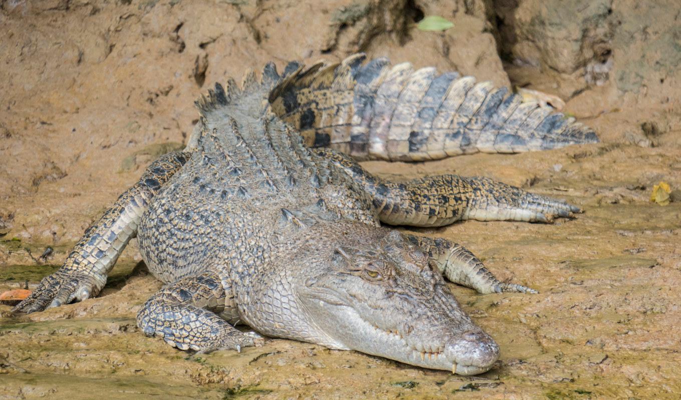 Saltvattenkrokodil i Australien. Arkivbild. Foto: Paul Kleiven/AP/TT