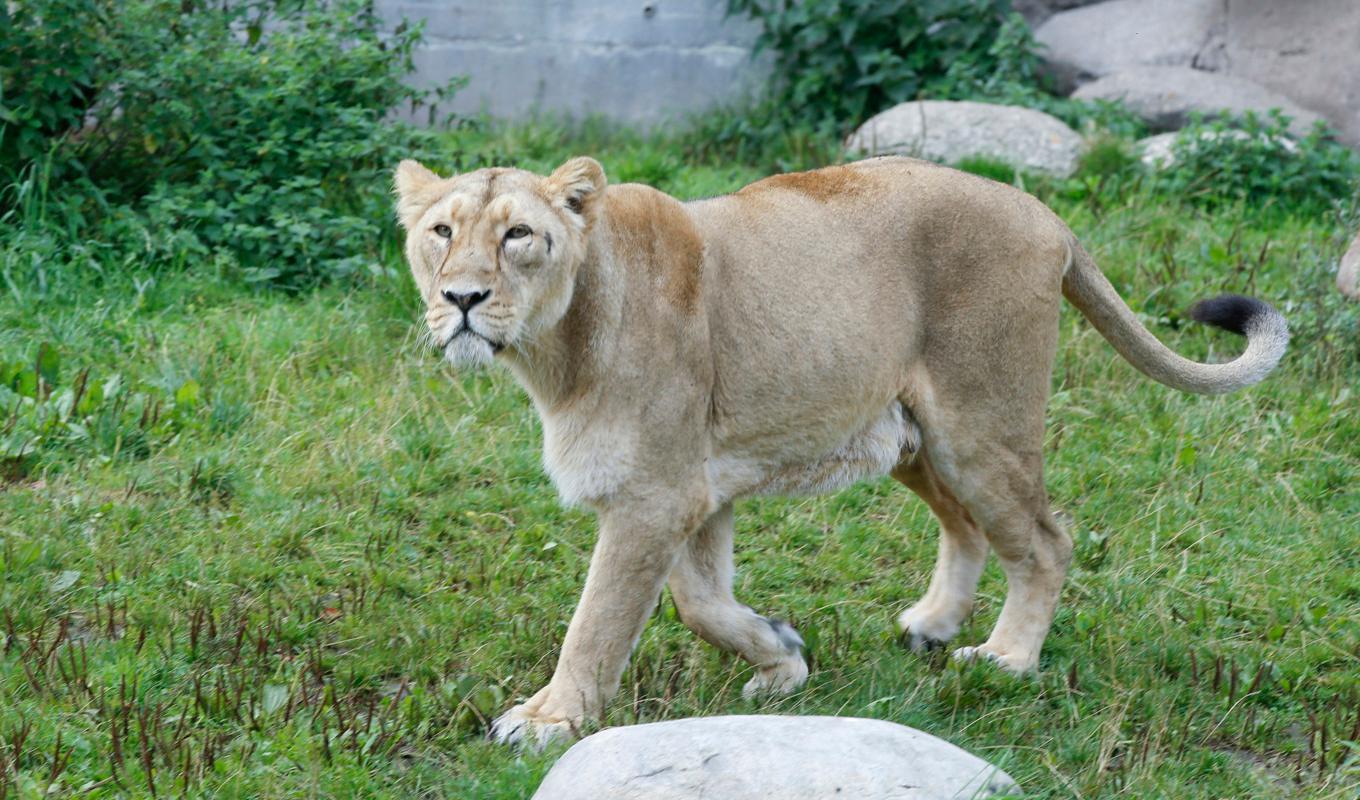 I Italien sattes orten Ladispoli i beredskap sedan ett cirkuslejon rymt. Lejonet på bilden hör hemma på Aalborg Zoo. Arkivbild. Foto: Terje Pedersen/NTB-TT