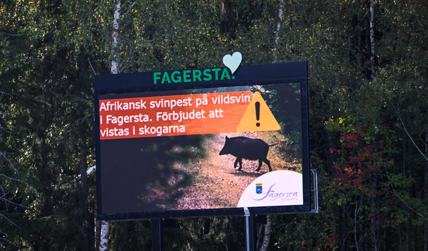 Skylt uppsatt av Fagersta kommun med texten "Afrikansk svinpest på vildsvin i Fagersta. Förbjudet att visats i skogarna". Bild från september. Foto: Pontus Lundahl/TT