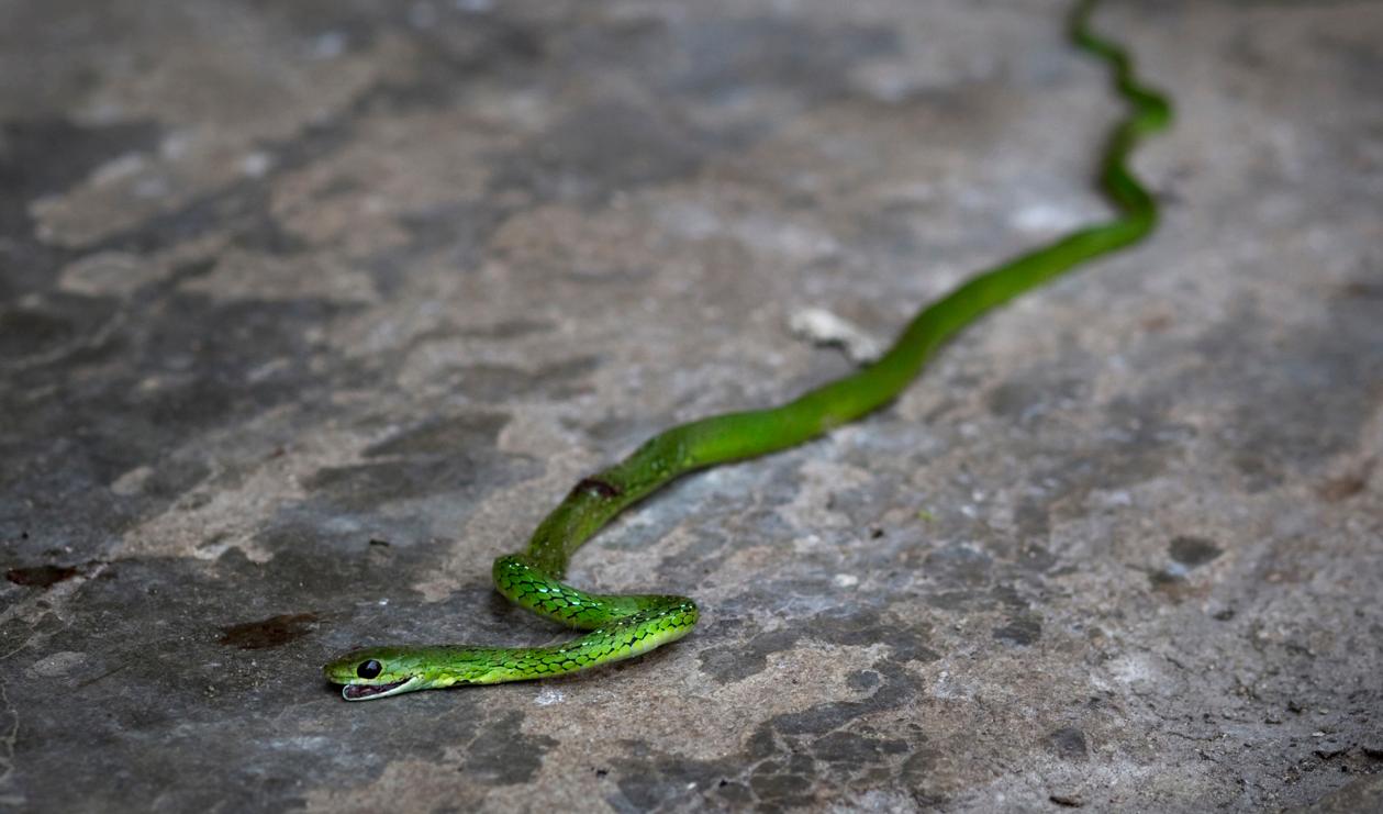 En grön mamba är på rymmen i Nederländerna. Arkivbild. Foto: Helena Landstedt/ TT