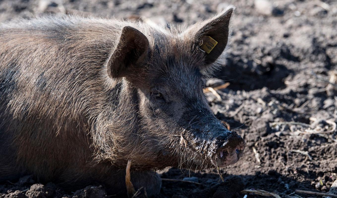 En person i Storbritannien har smittats med variant av svininfluensa som annars ästan bara smittar mellan grisar Arkivbild. Foto: Johan Nilsson/TT