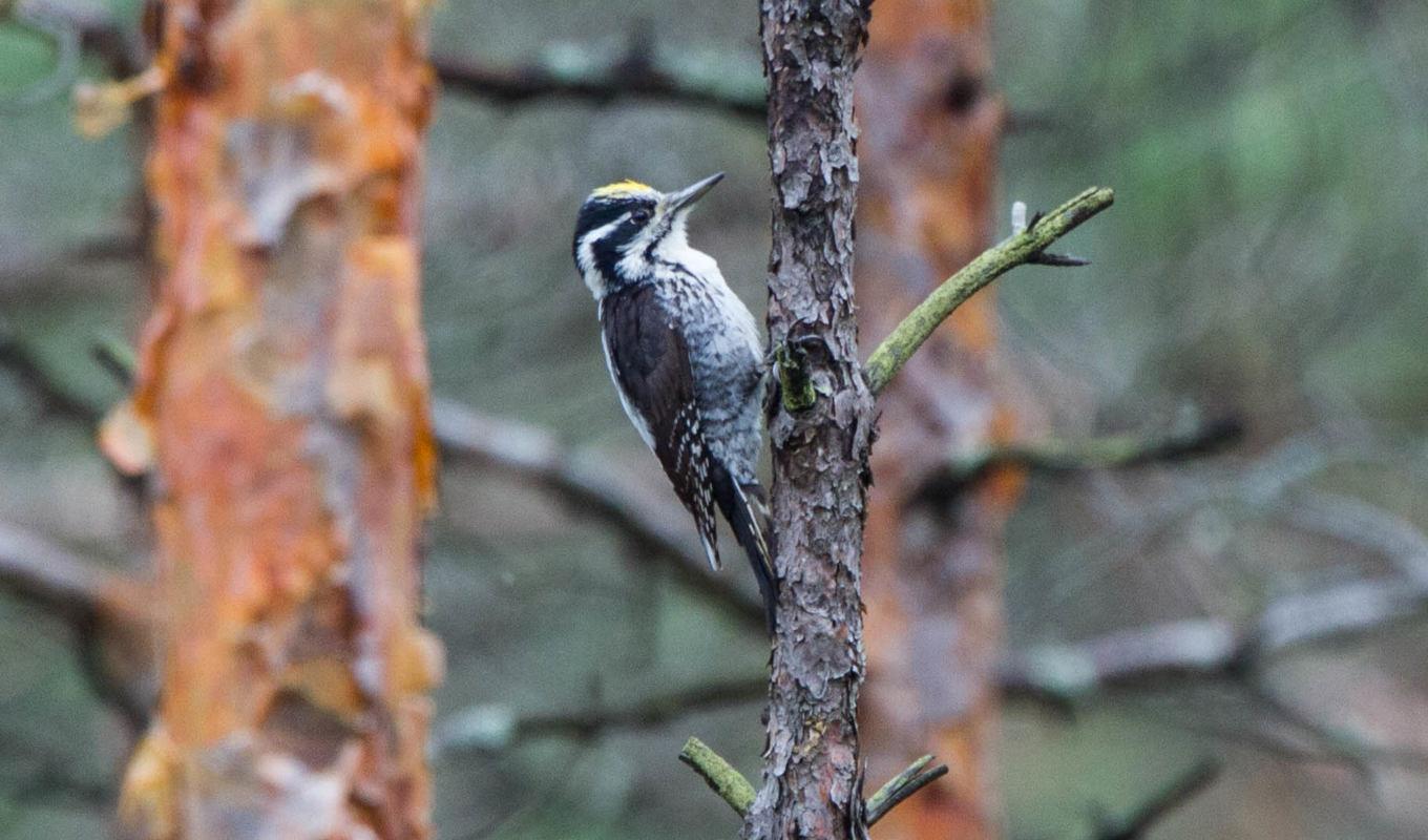 I fallet i Konäs i Jämtland var det spår av tretåig hackspett som medförde förbud att avverka, och därmed en förlorad intäkt. Foto: Ron Knight/CC BY 2.0