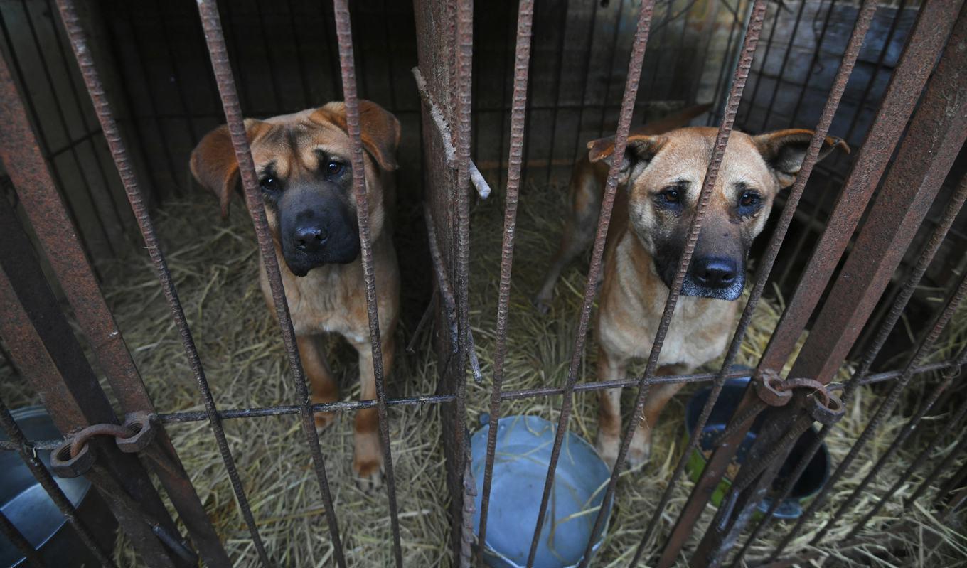 Två hundar tittar ut från en bur på en hundfarm i Hongseong i Sydkorea den 13 februari 2019. Yung Yeon-Je/AFP via Getty Images