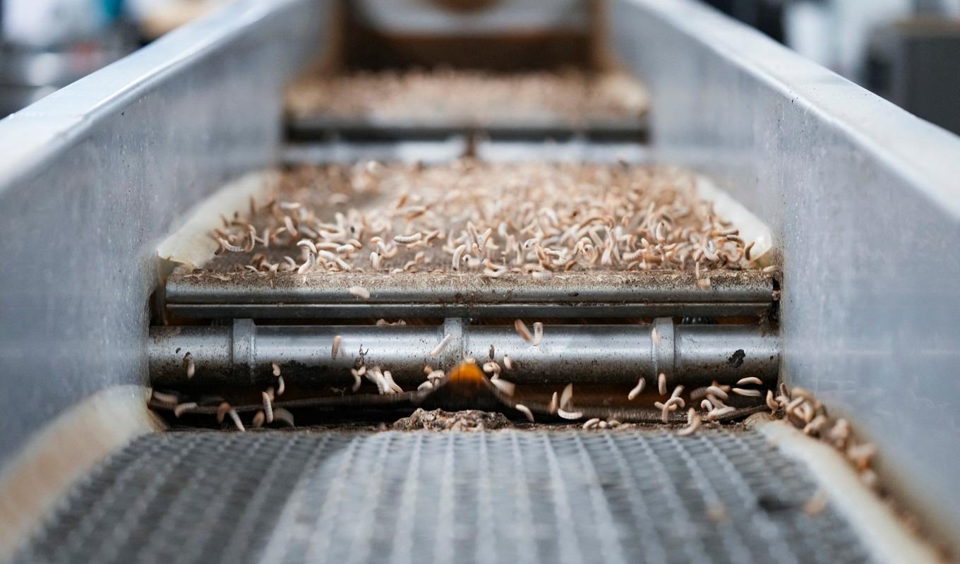 På bilden som är tagen den 29 november i år ses norra Europas största insektsfabrik, Enorm Biofactory. Foto: Claus Fisker/Ritzau Scanpix/AFP via Getty Images