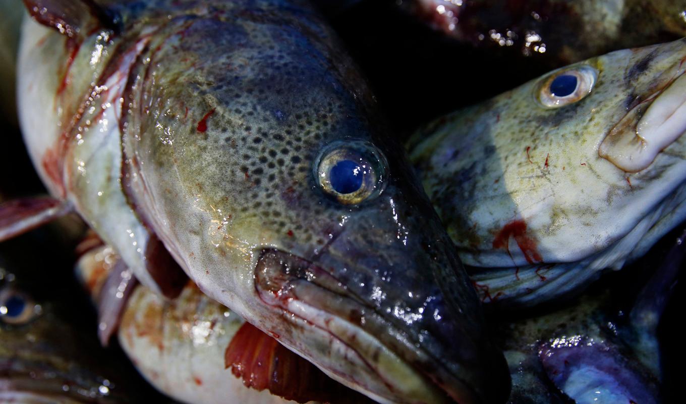 Norge sätter stopp för det gränsöverskridande fisket i Skagerrak. Arkivbild. Foto: Cornelius Poppe/NTB/TT