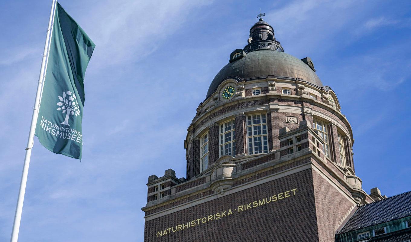 Naturhistoriska riksmuseet i Stockholm skjuter fram öppningen till sommaren. Arkivbild. Foto: Janerik Henriksson/TT