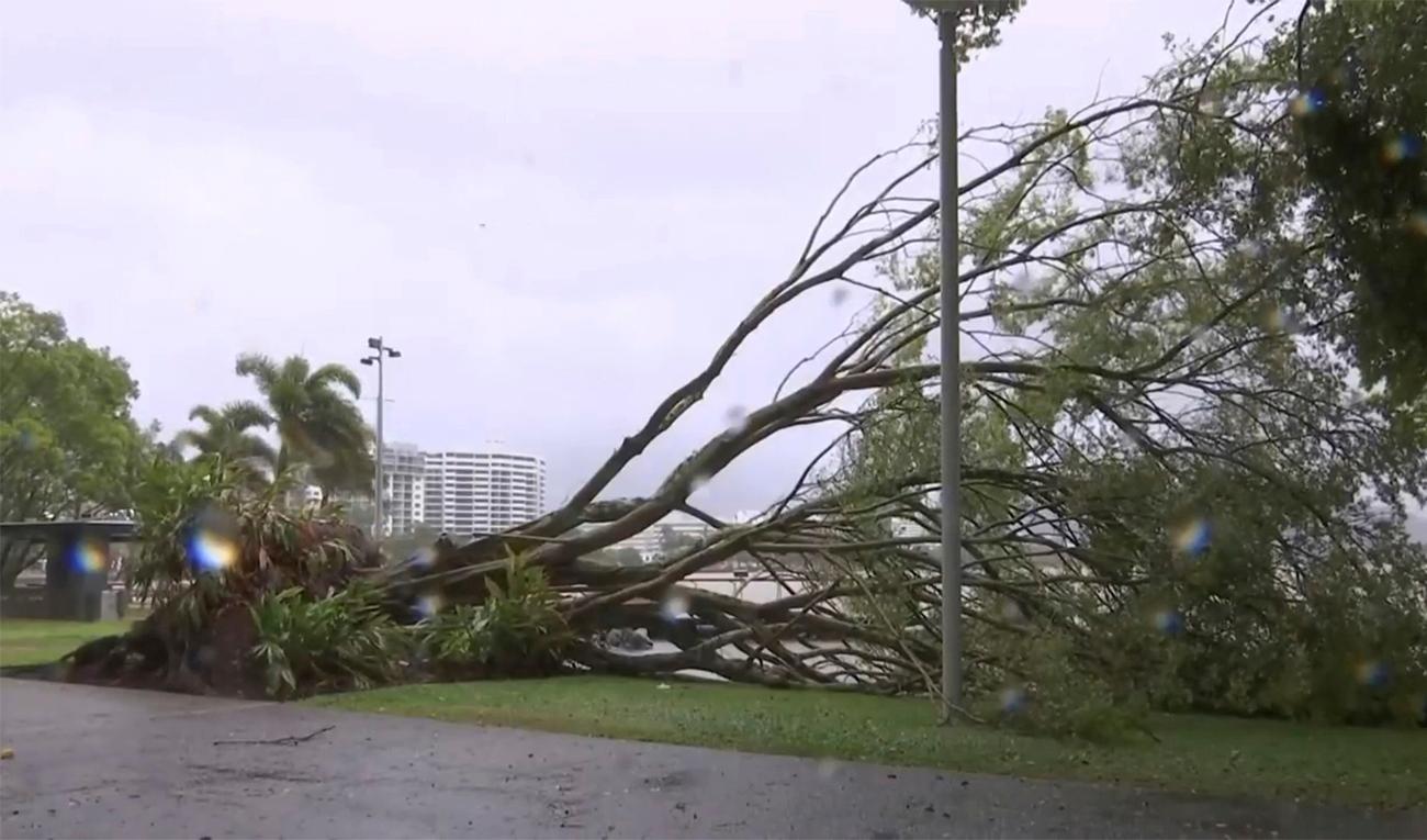 Bilden visar ett nedblåst träd i turiststaden turiststaden Cairns, som härjades av cyklonen Jasper. Foto är taget 13 december. Foto: Australian Broadcasting Corporation via AP/TT