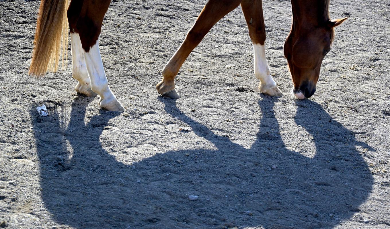 Våld mot hästar har ingen plats i ridsporten, anser Svenska ridsportförbundet. Arkivbild. Foto: Janerik Henriksson/TT