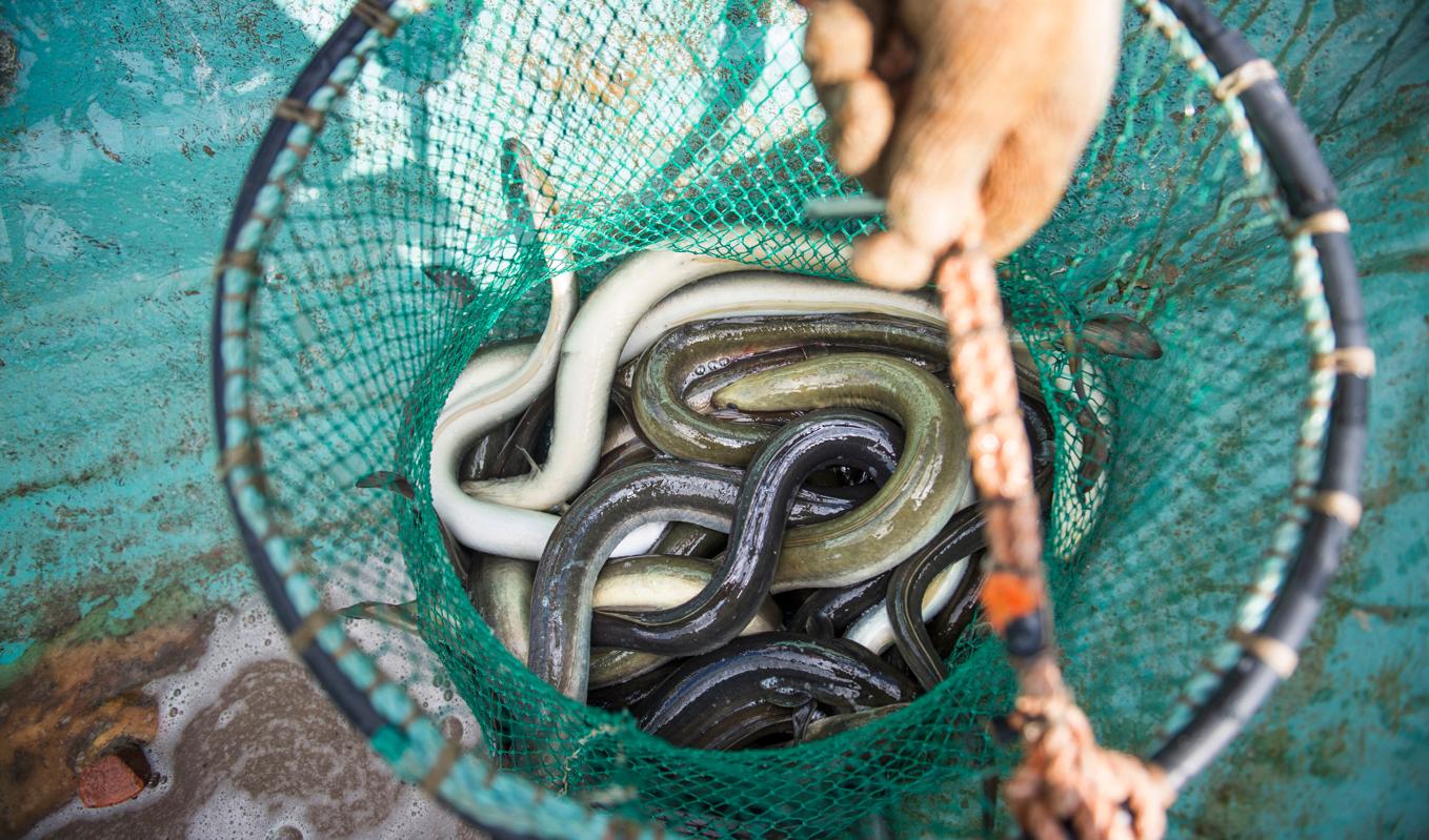 Nya ålfisketillstånd beviljas inte sedan 2015 eftersom beståndet är hotat. Arkivbild. Foto: Emil Langvad/TT