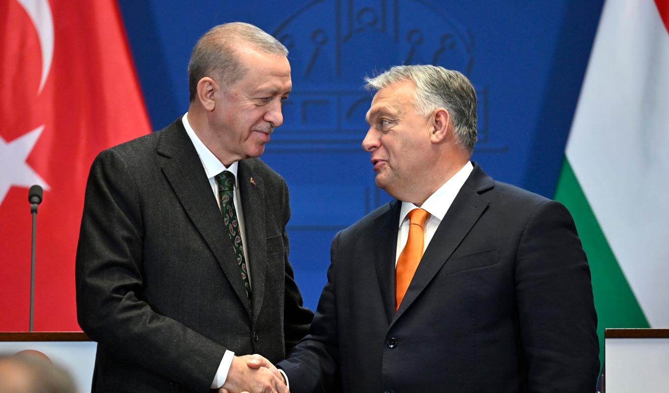 Turkiets president Recep Tayyip Erdogan och Ungerns premiärminister Viktor Orbán. Turkiet och Ungern är de enda länderna som ännu inte godkänt den svenska Natoansökan. Arkivbild. Foto: Denes Erdos/AP/TT
