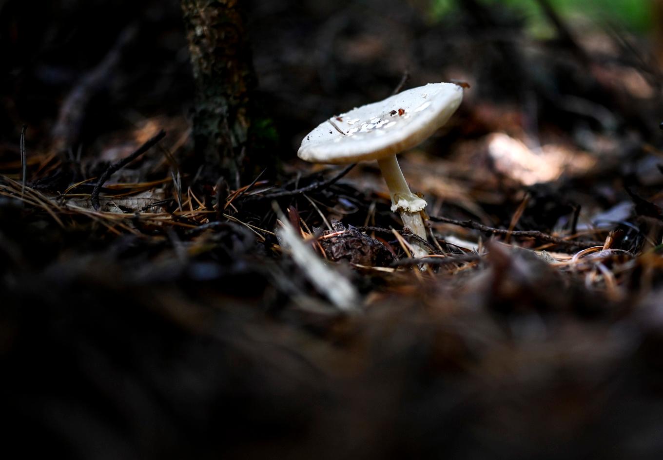 Enligt analyssvaren hade både mamman och dottern var mamman och dottern förgiftade av ämnet amatoxin, som finns i bland annat vit flugsvamp. Arkivbild. Foto: Pontus Lundahl/TT