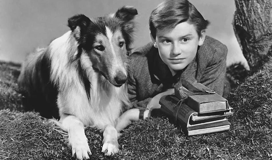 Barnskådespelaren Roddy McDowell med Lassie i den första Lassie-filmatiseringen Lassie på äventyr från 1943. Hunden som spelar Lassie var en hane som lystrade till namnet Pal. Genom åren kom nio olika hundar att spela Lassie på bio och i den populära tv-serien. Foto: Archive Photos/Getty Images