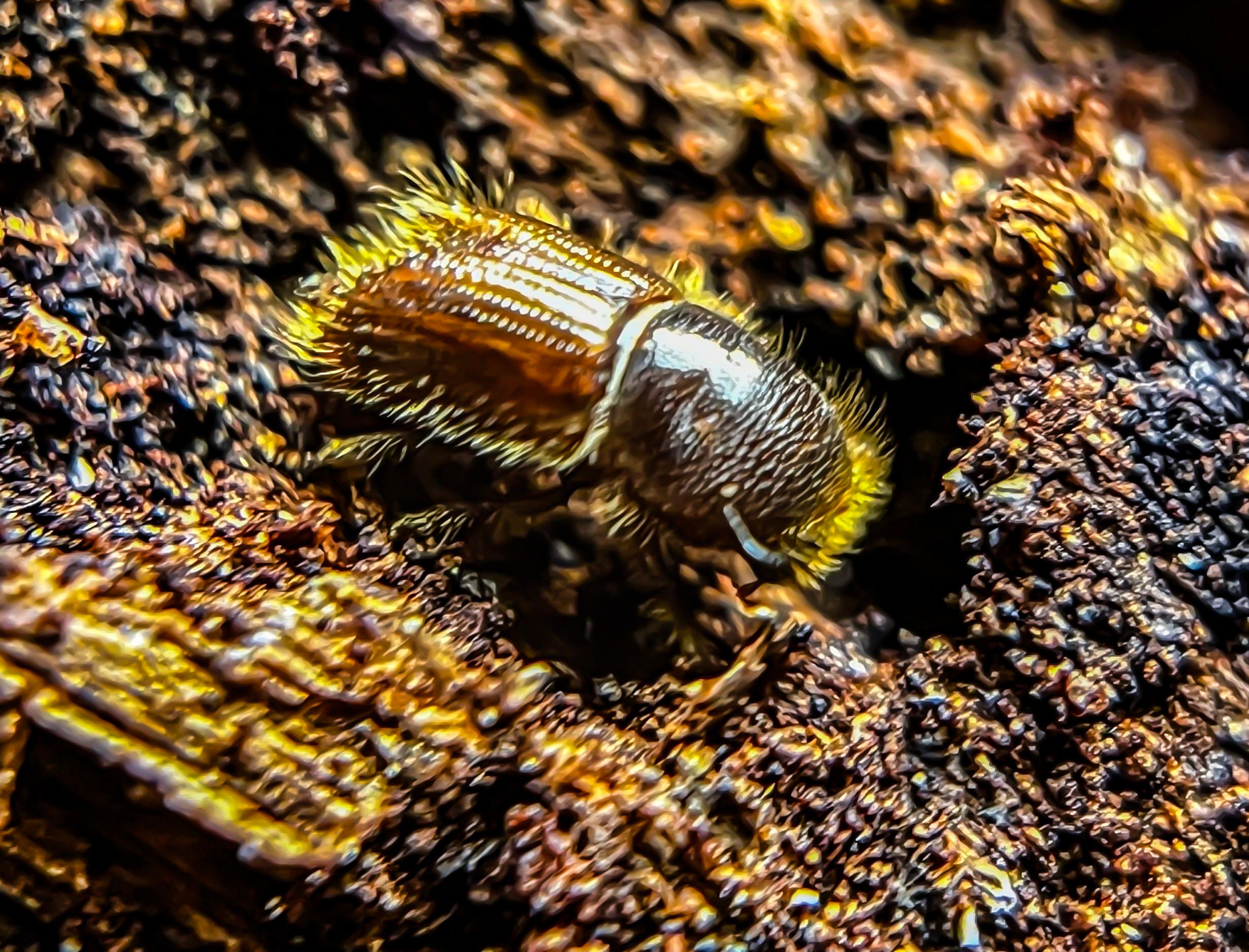 Granbarkborren är en cirka 4 millimeter lång skalbagge som tillhör barkborrarna. Granbarkborren är den insekt som gör mest skada på svenska granskogar. Arkivbild. Foto: Jonas Ekströmer/TT