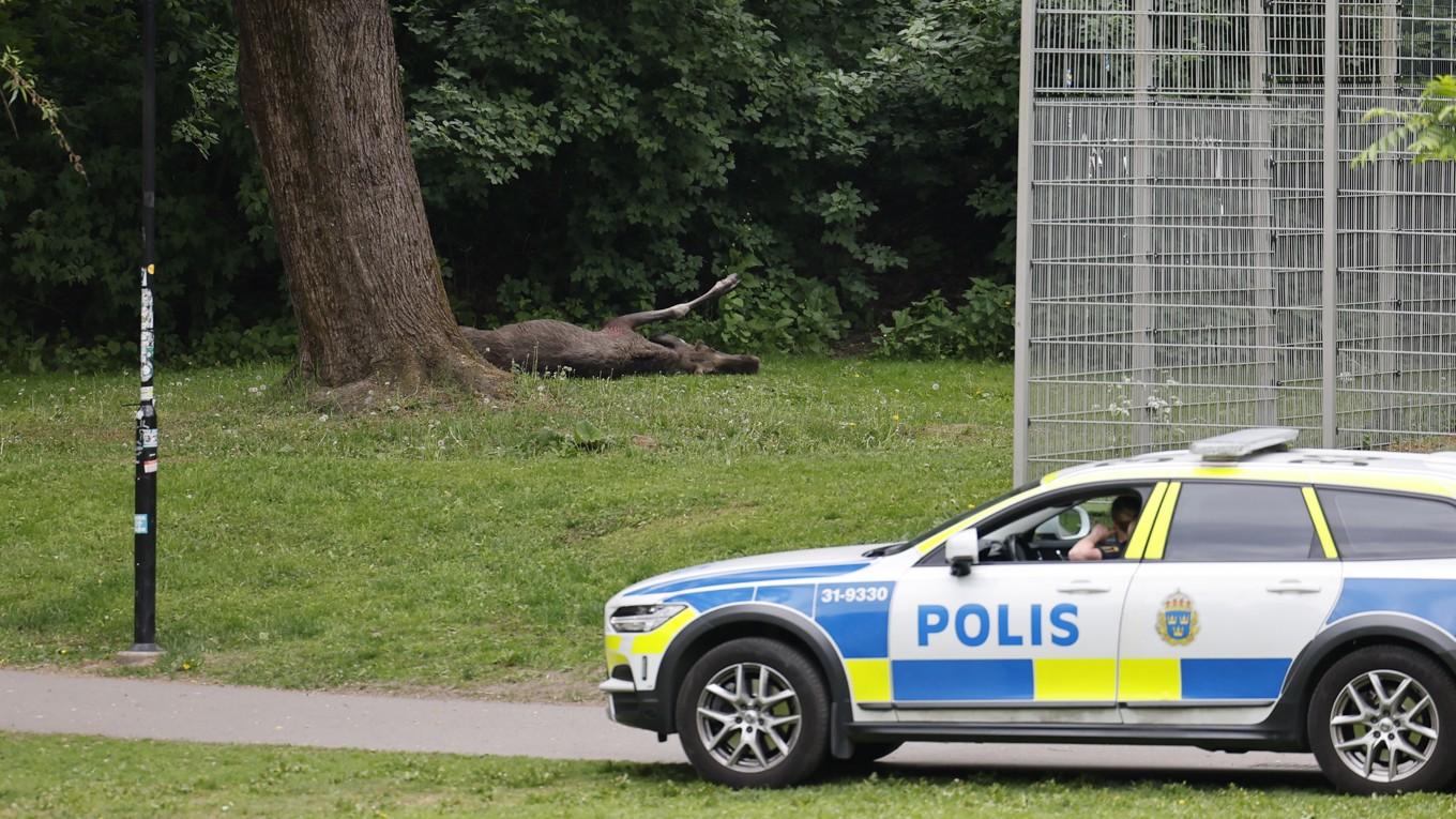 De två älgarna som förirrat sig in på Södermalm sköts vid 9-tiden. Foto: Christine Olsson/TT