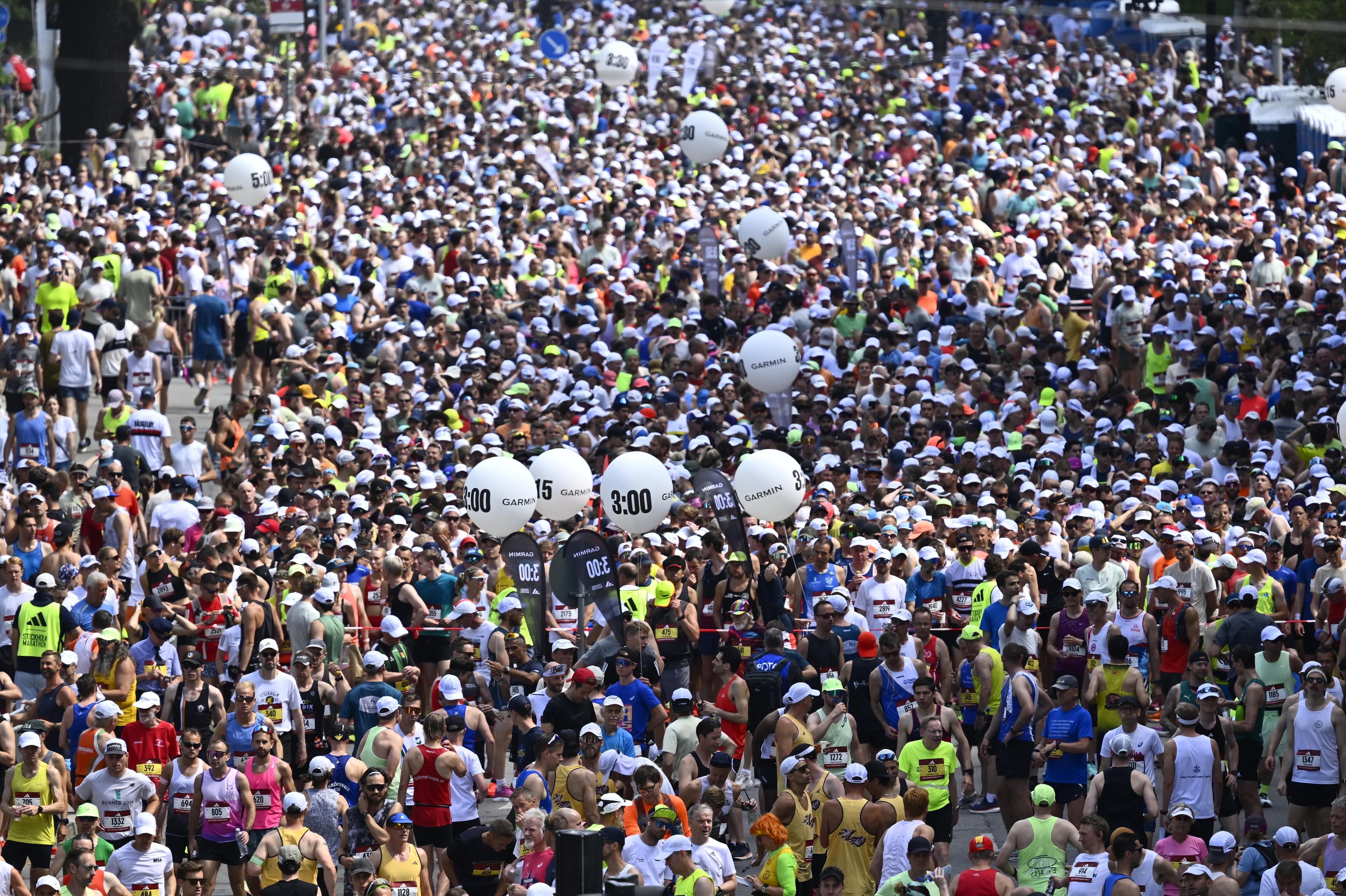 Löparna i startfållan inför starten av Stockholm Marathon. Foto: Anders Wiklund/TT