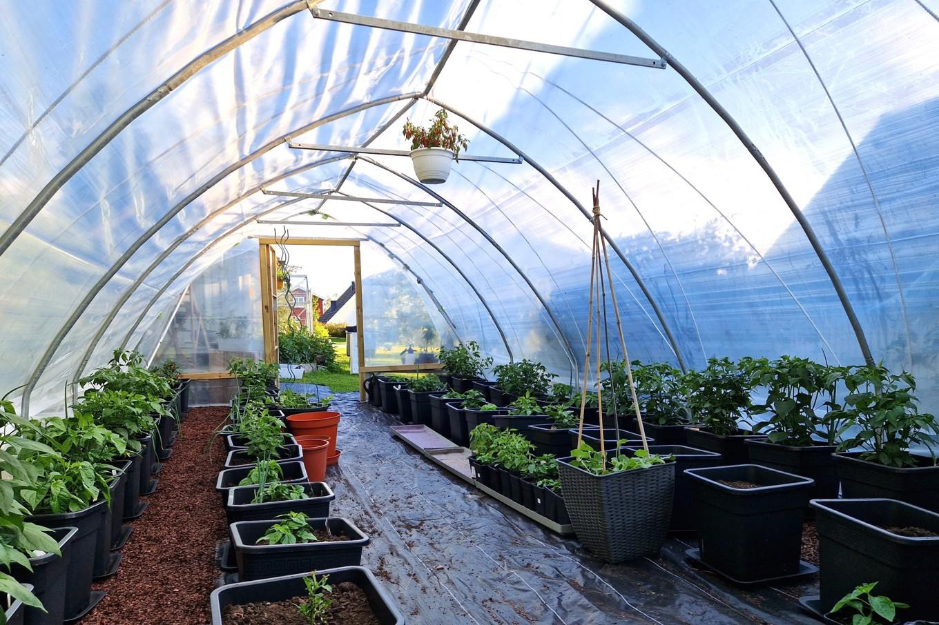 Tidigt på säsongen kan det se ut så här i Arnica Bäckströms växthus. Hon har också chiliplantor som hon odlar på friland. Foto: Arnica Bäckström