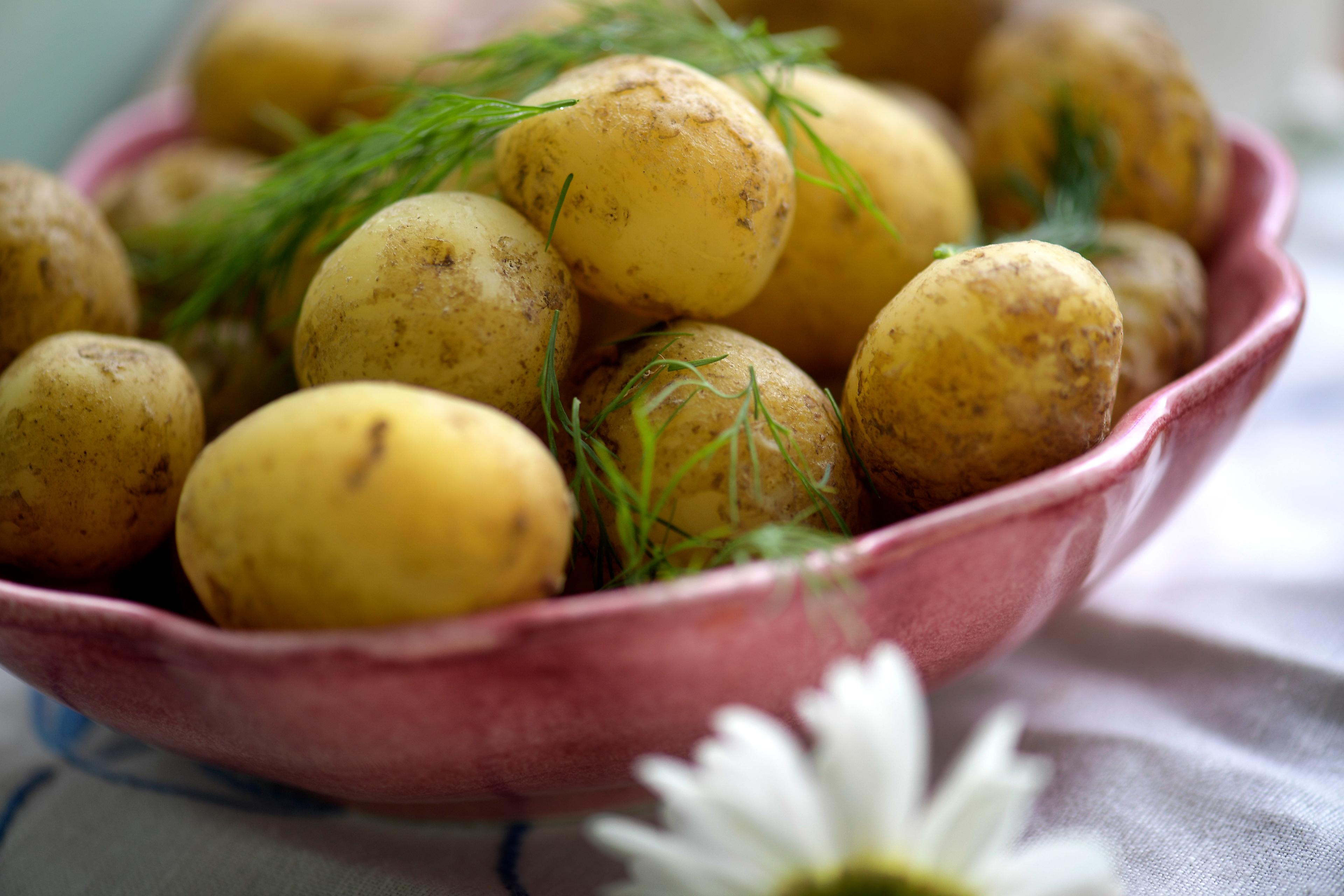 "Det kan bli tufft på sina håll", säger Roger Nolsa om året potatisbestånd. Arkivbild. Foto: Janerik Henriksson/TT