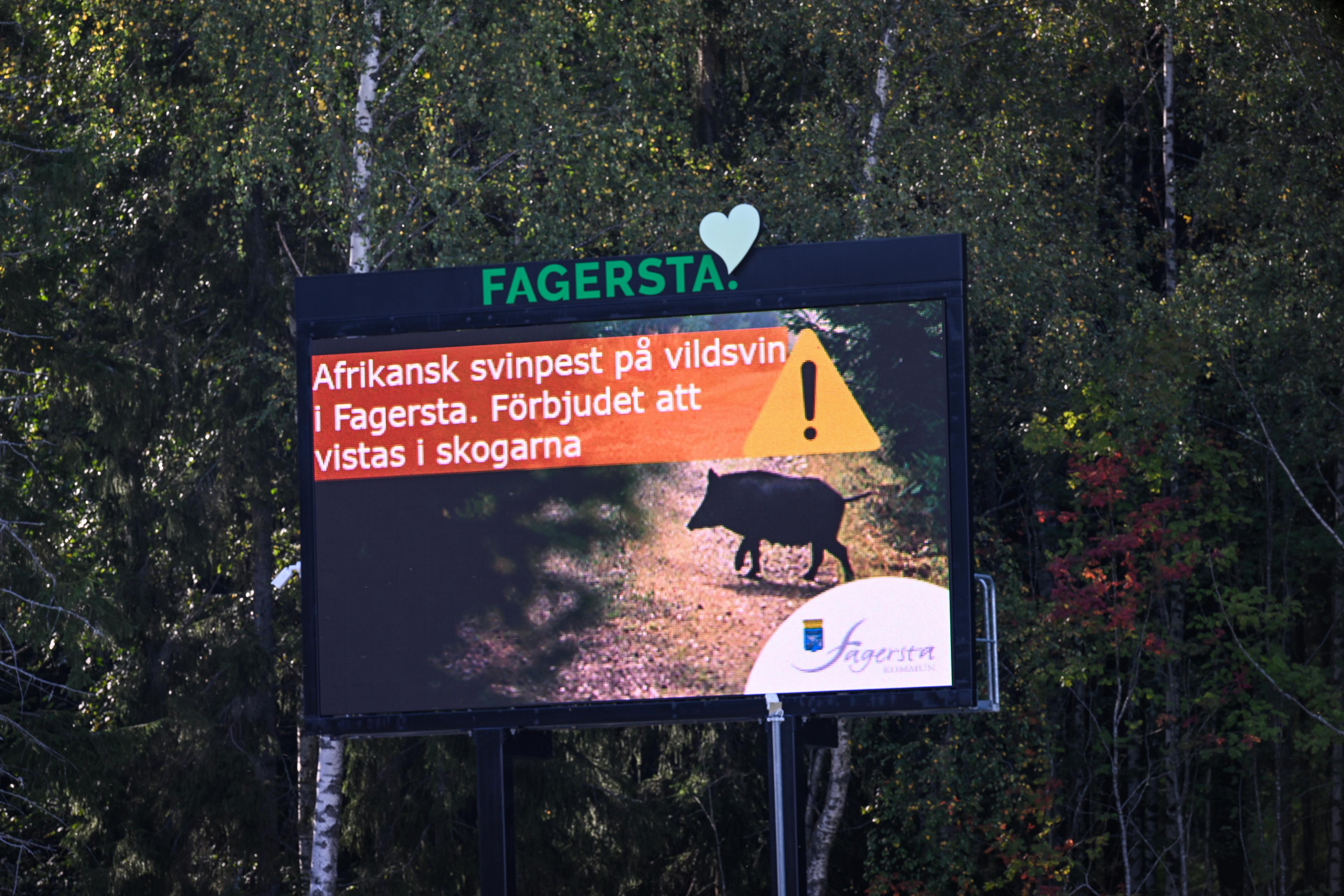 De flesta restriktionerna hävs i området runt Fagersta, som drabbats av afrikansk svinpest. Arkivbild. Foto: Pontus Lundahl/TT