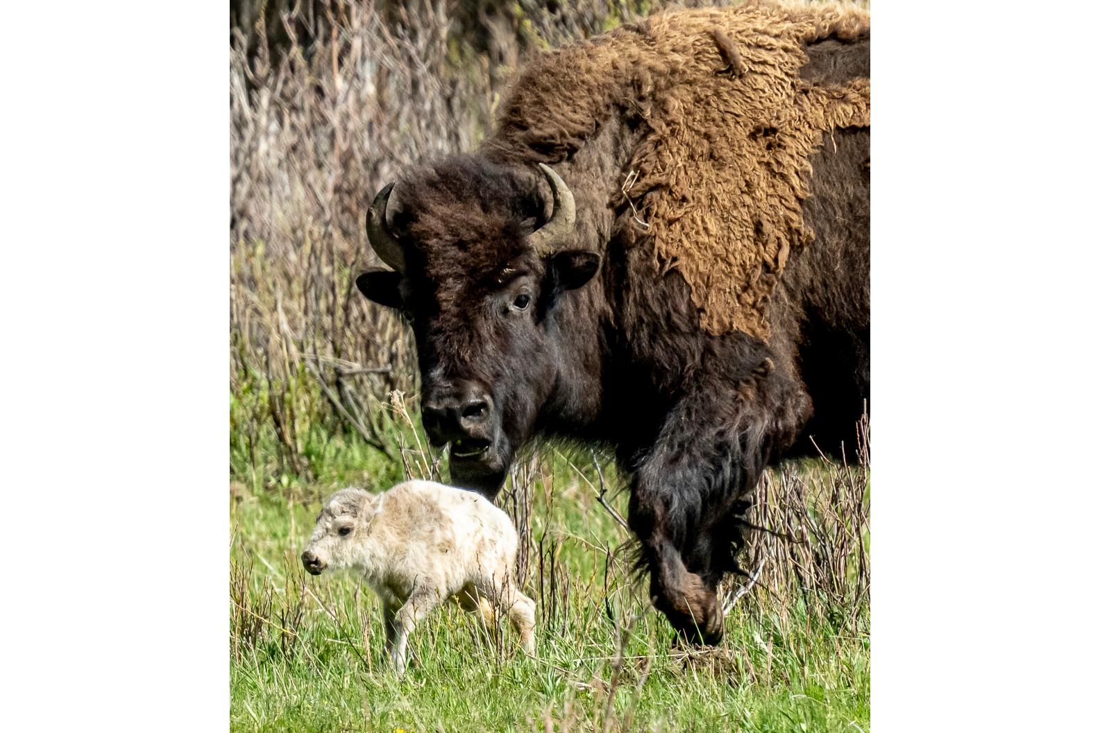 Den ovanliga kalven fotograferad tillsammans med sin mamma i USA-delstaten Wyoming den 4 juni. Foto: Erin Braaten/Dancing Aspens Photography via AP/TT