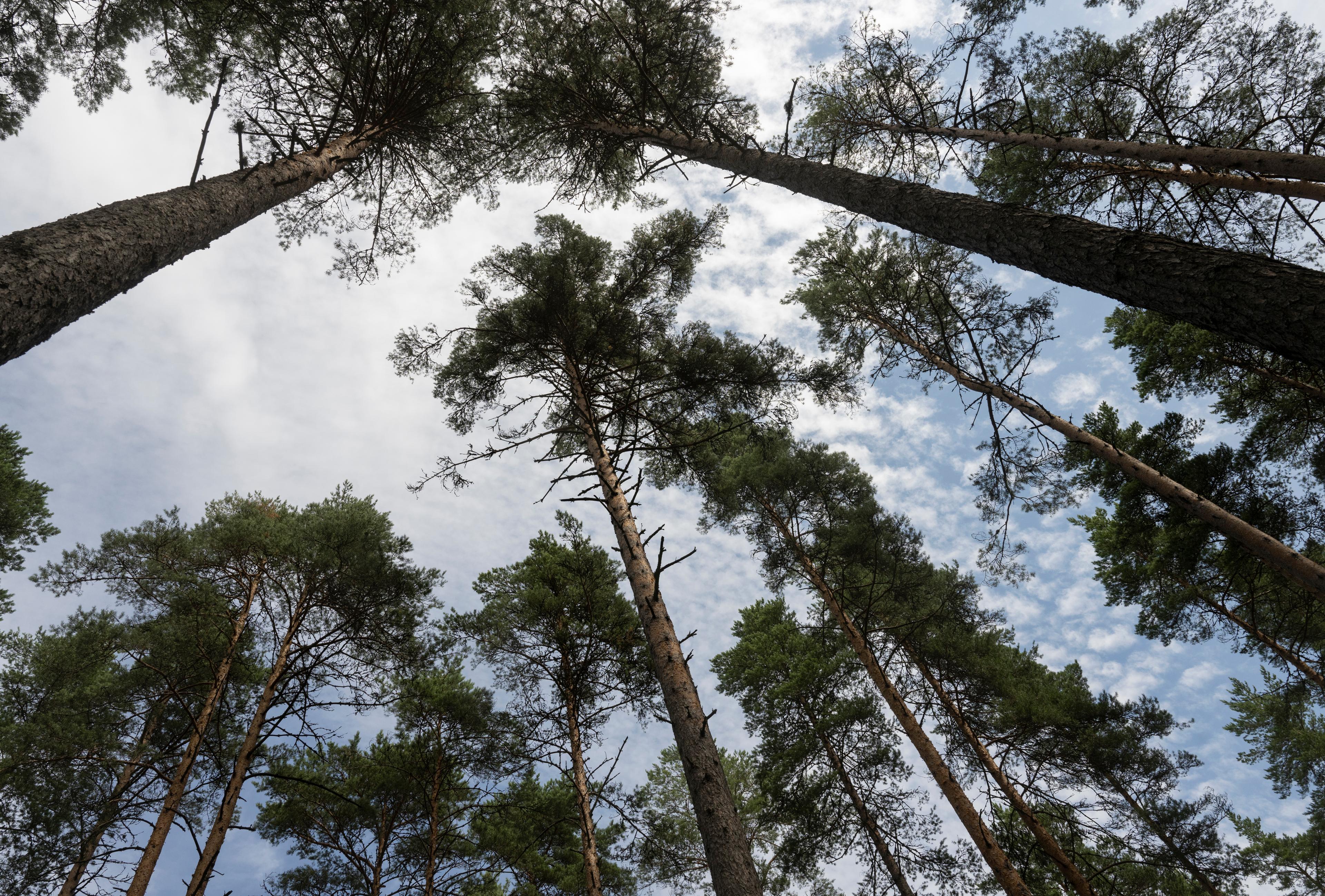 EU har fattat beslut i den omdiskuterade naturrestaureringslagen. Arkivbild. Foto: Fredrik Sandberg/TT