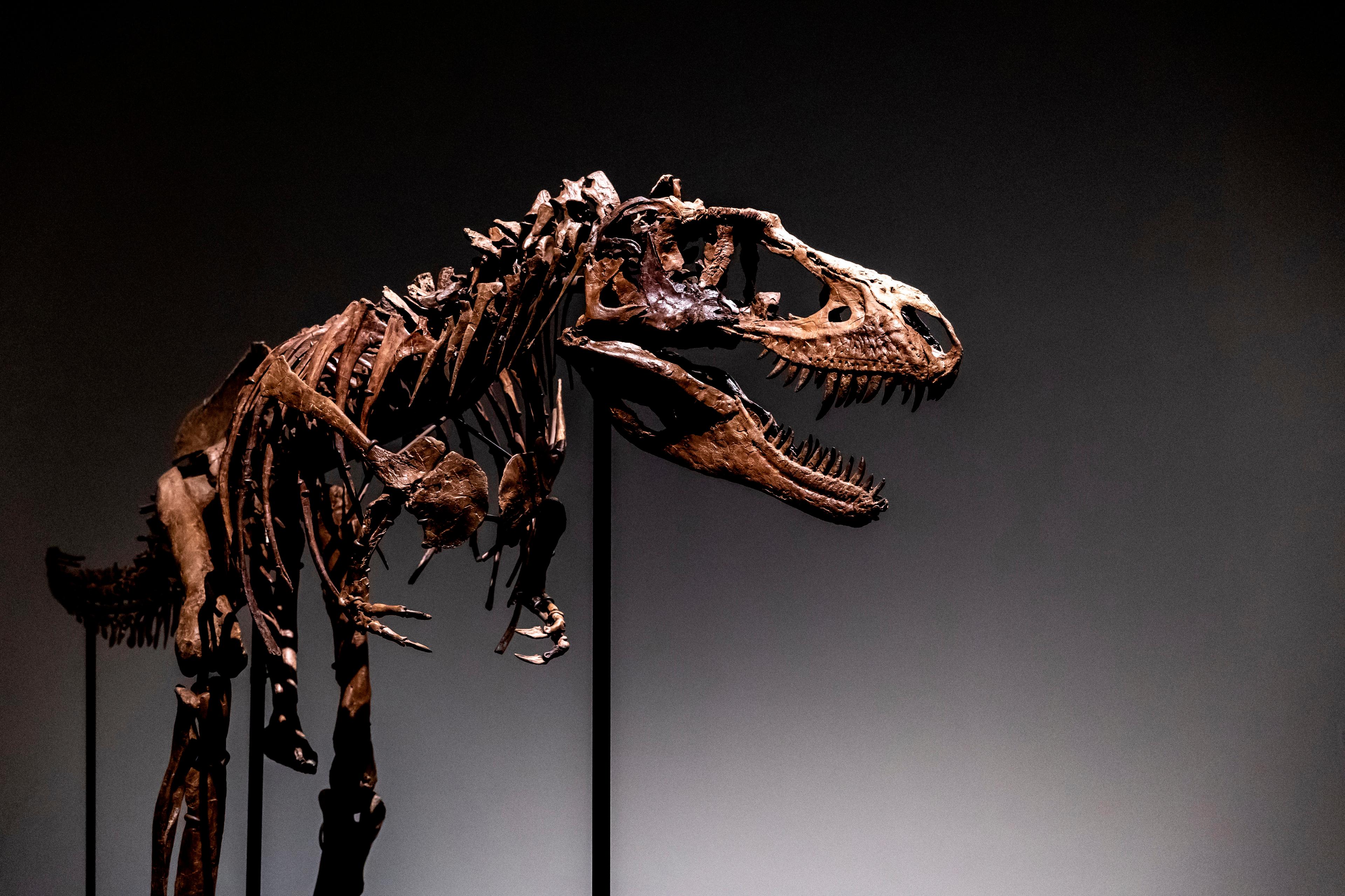 Ett stort dinosaurieskelett på väg från USA till Danmark har kommit bort. Skelettet på bilden har inget med artikeln att göra. Arkivbild. Foto: Julia Nikhinson/AP/TT