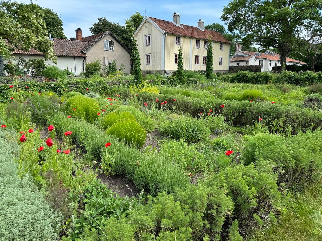 En örtträdgård innehåller det man behöver för att lindra eller bota vanliga åkommor. Foto: Anton Nilsson