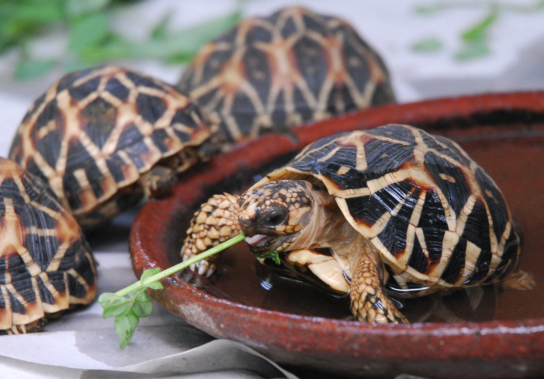 400 sköldpaddor har räddats i Malaysia. Foto: Mahesh Kumar A