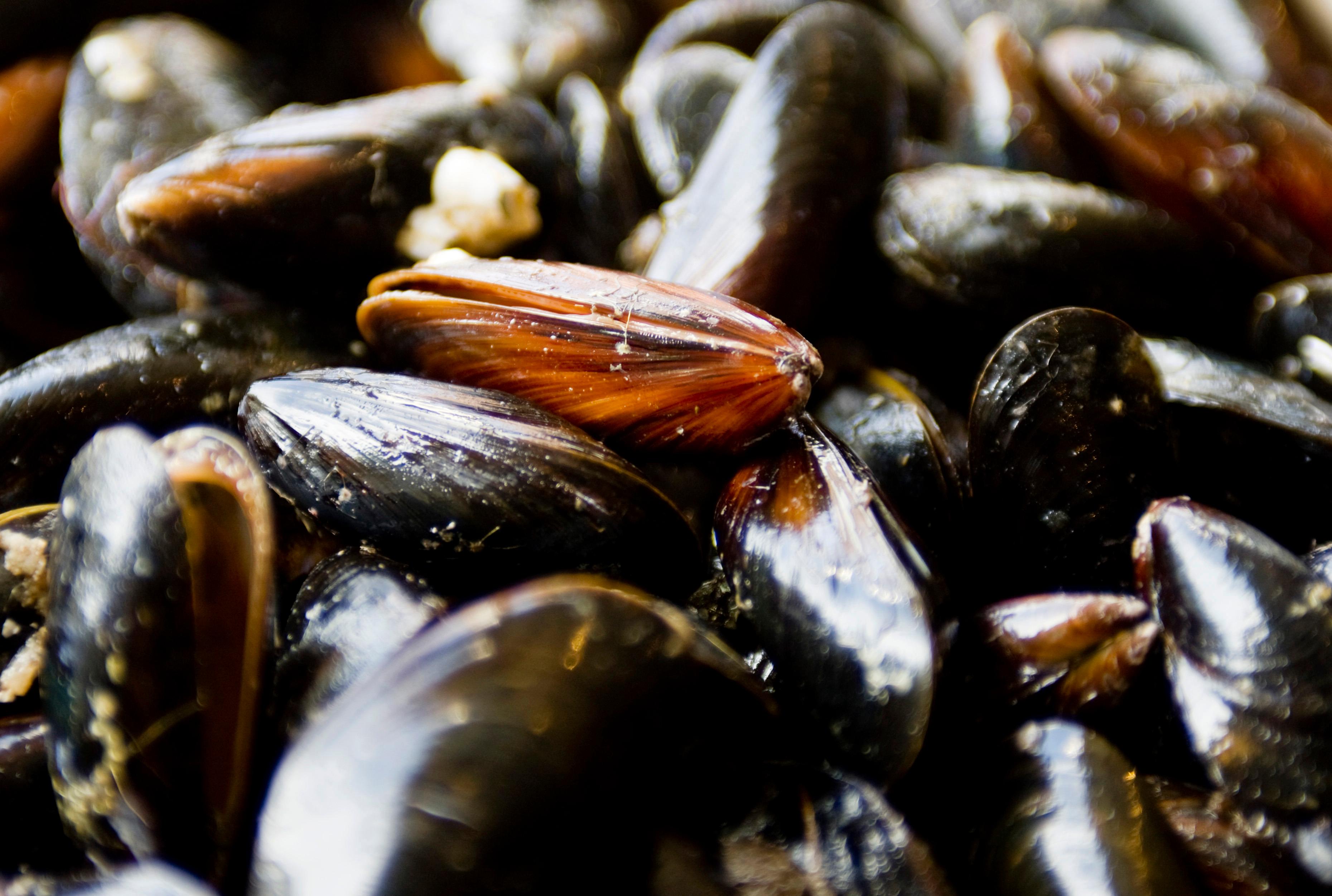 Tiotusentals musslor flyttas i Gävleborg för att skydda djuren medan vattendragen restaureras. Arkivbild. Foto: Christine Olsson/TT