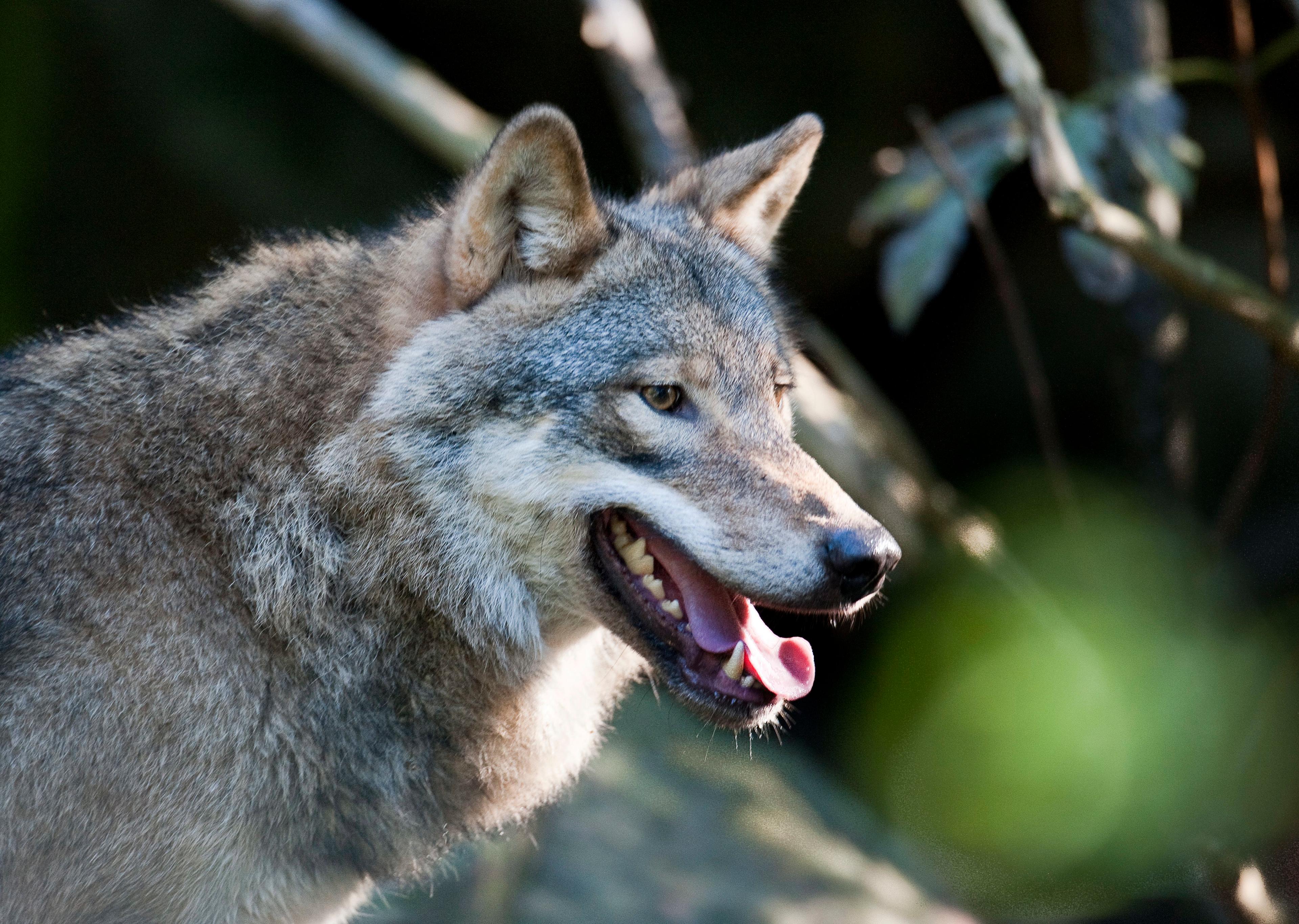 Enligt en dom från förvaltningsrätten blir det fortsatt nej till skyddsjakt på vargen som dödade får i Västervik. Arkivbild. Foto: Jonas Ekströmer/ TT