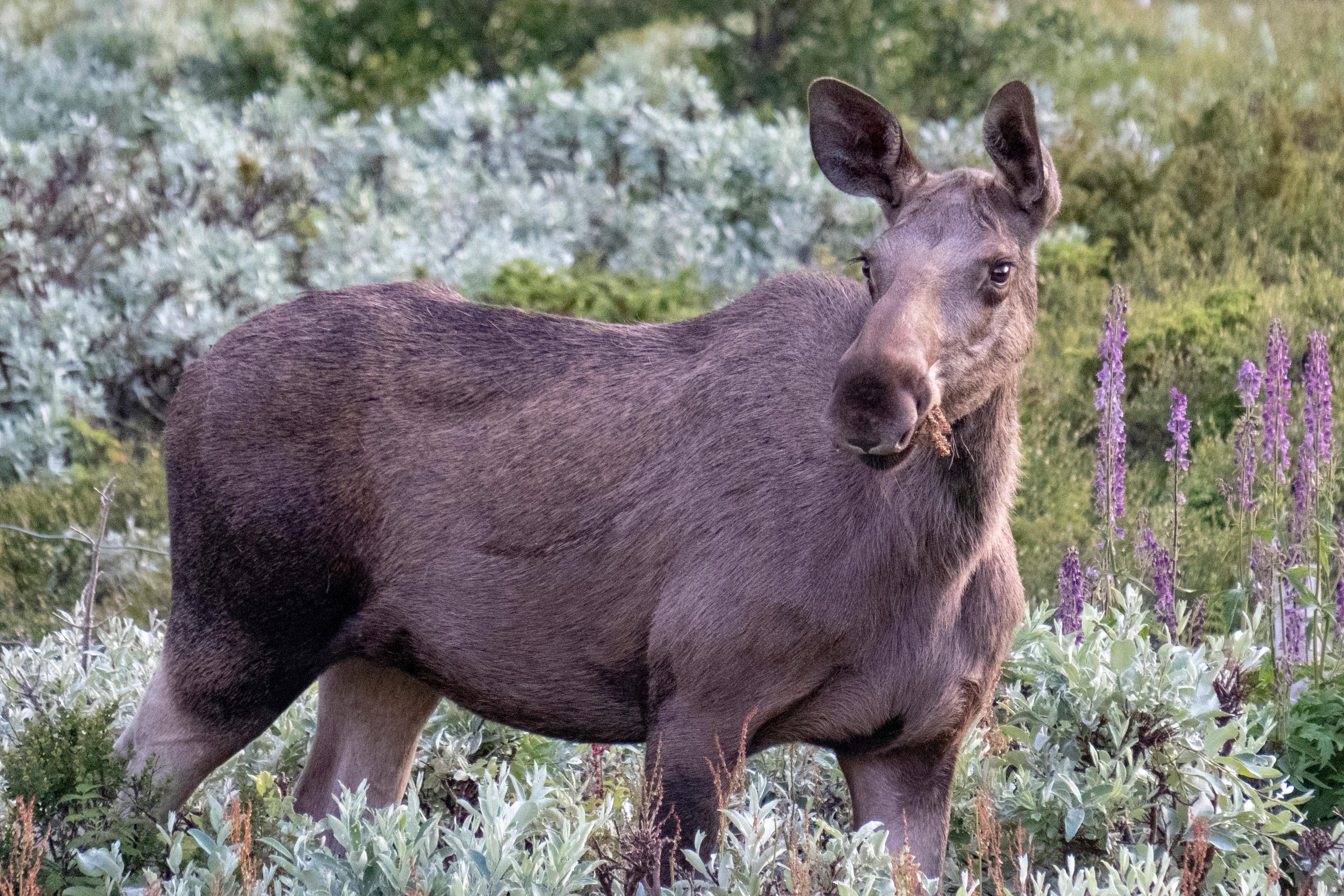 Ett nytt projekt testar om antalet viltolyckor på tågspår kan minskas med hjälp av människoröster. Arkivbild. Foto: Paul Kleiven/NTB/TT