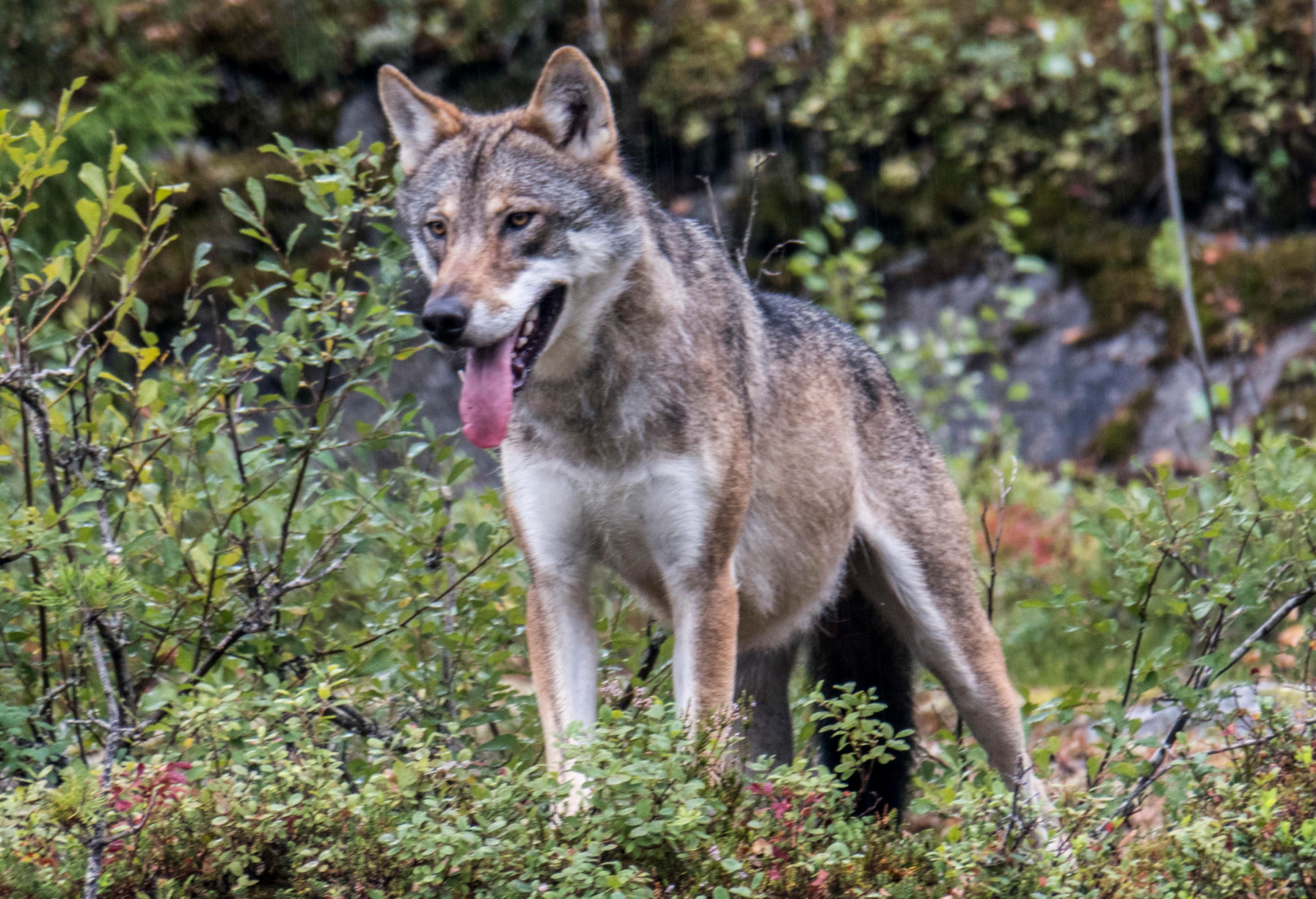 Får har dödats av varg på två ställen i Västergötland under de senaste dagarna. Arkivbild. Foto: Paul Kleiven/NTB/TT