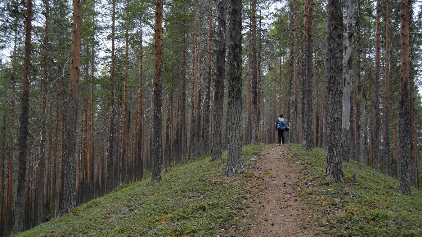 Utan baggbölerilagens skydd för privat ägande av jord- och skogsbruk, skulle multinationella bolag, kunna köpa på sig all bolagiserad jord- och skogsmark i hela landet. Foto: Eva Sagerfors