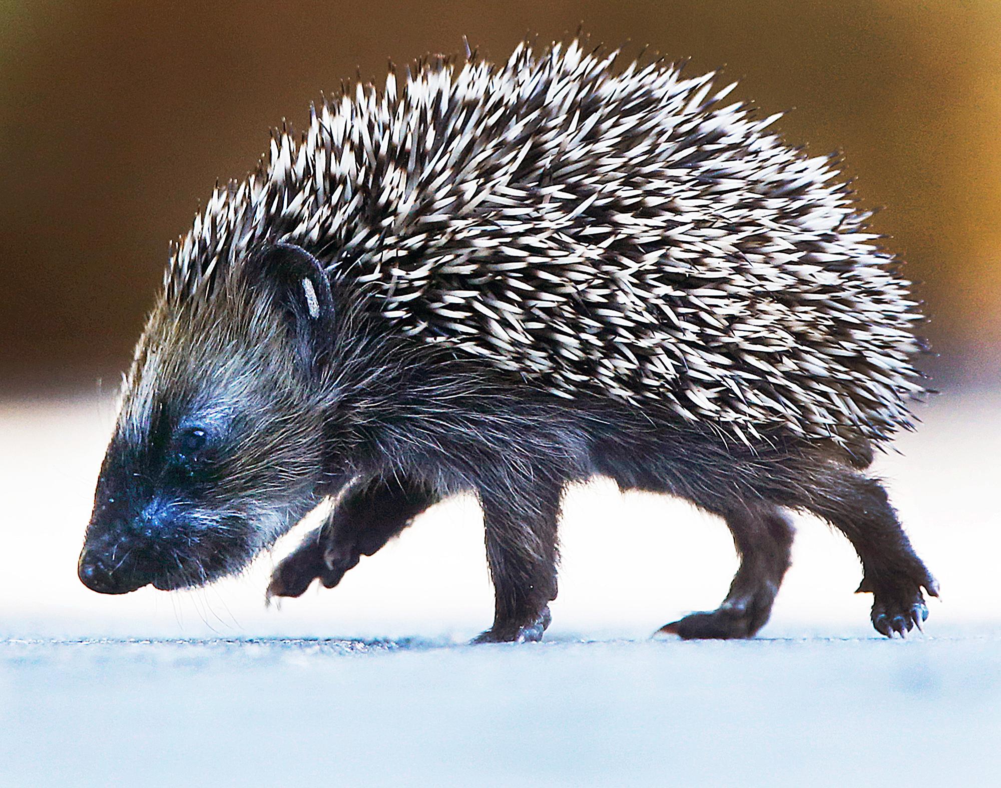 En igelkottunge på promenad på en gata i tyska Frankfurt. Arkivbild. Foto: Michael Probst/AP Photo/TT