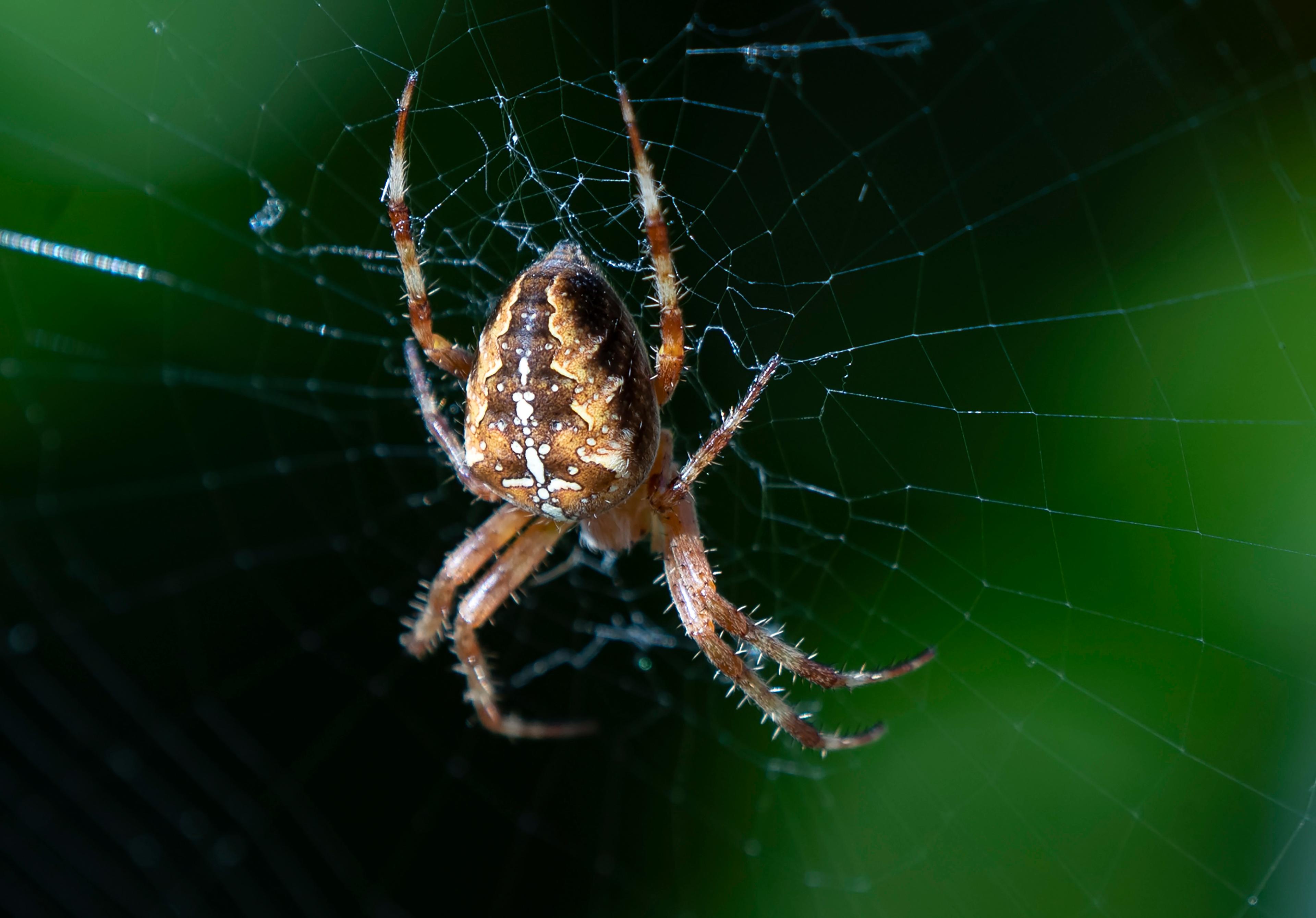 Den spindeltråd som spindlar använder som flyktlina är världens segaste fiber. Arkivbild. Foto: Johan Nilsson/TT