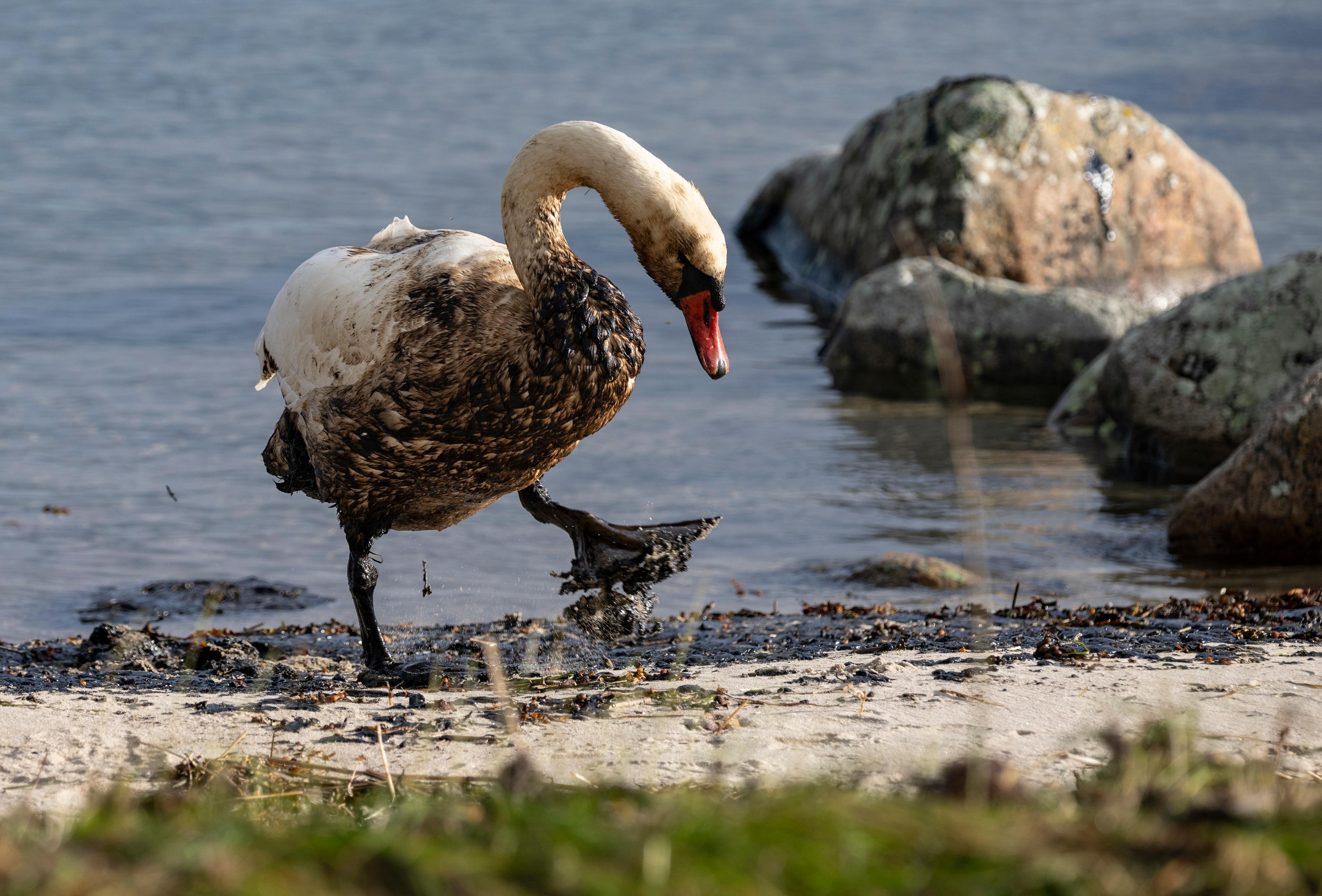 En svan som fått tjockolja på sig vid strandkanten utanför Krokås hamn vid Hörvik i Pukaviksbukten. Arkivbild från den 23 oktober förra året. Foto: Johan Nilsson/TT