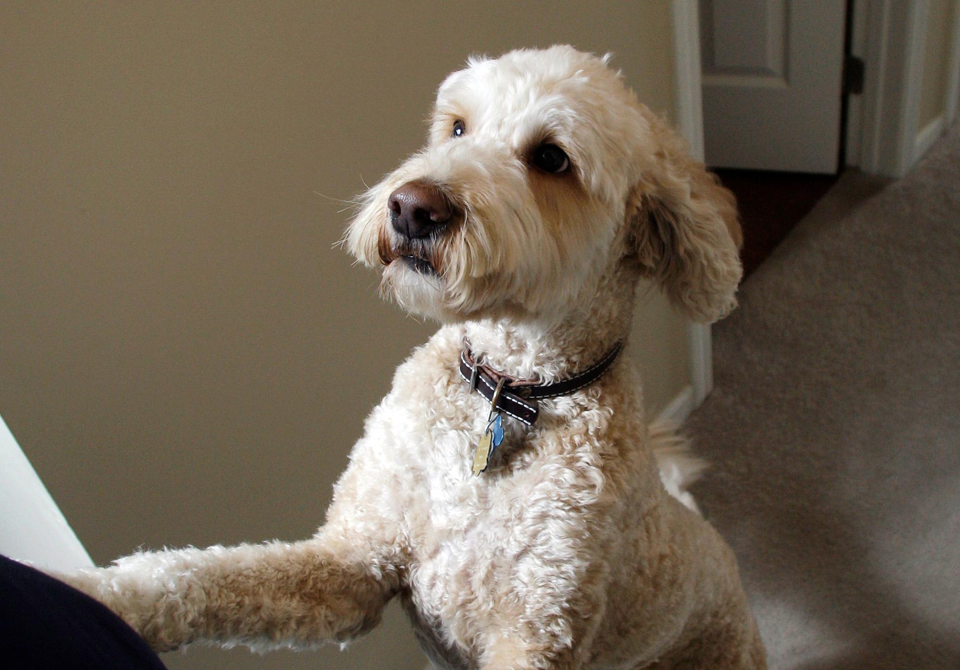 En labradoodle är inte friskare än sina renrasiga släktingar, enligt ny forskning. Arkivbild. Foto: Jay LaPrete/AP/TT