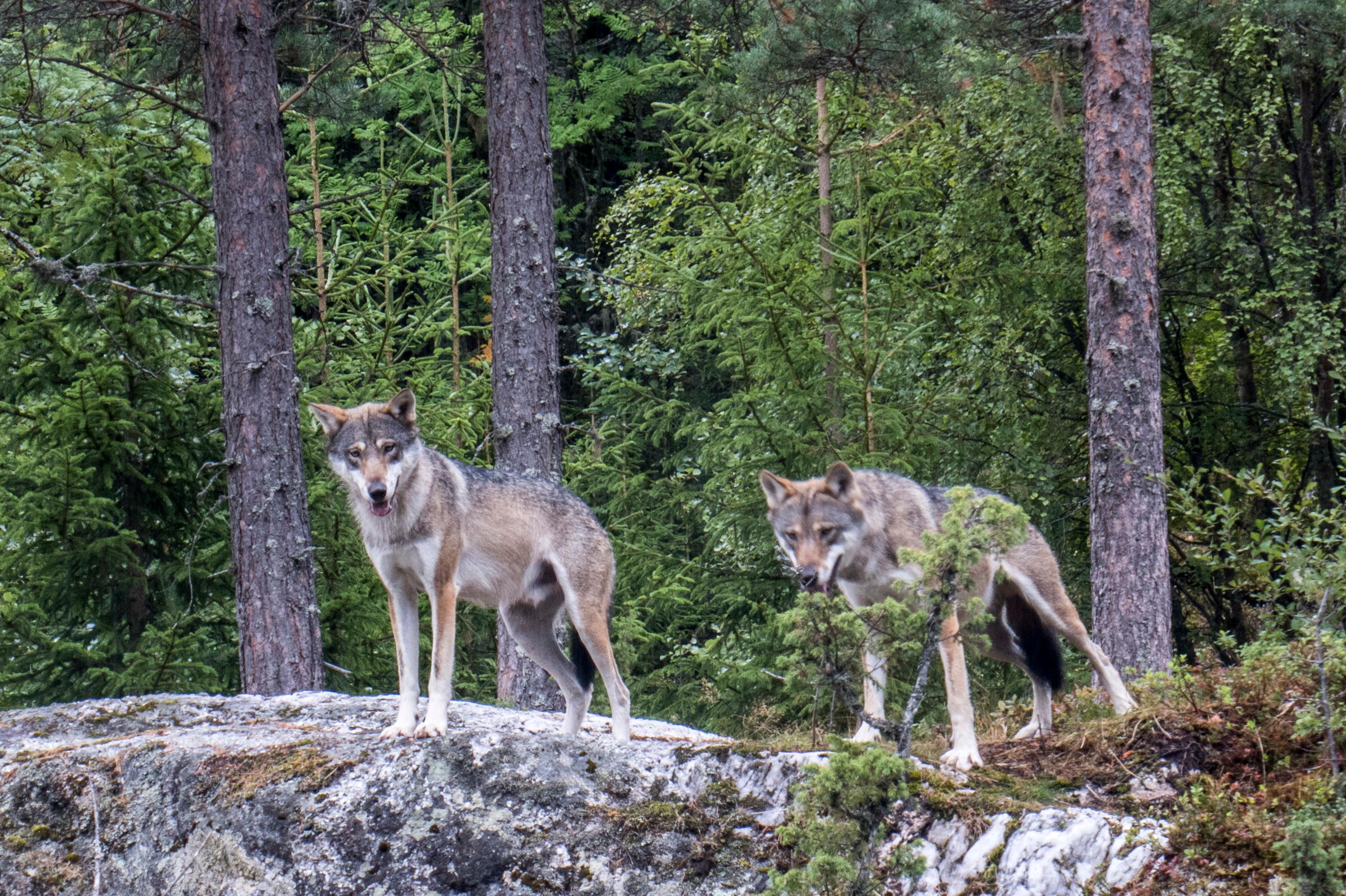 Vargen engagerar. Arkivbild från Norge. Foto: Paul Kleiven/NTB/TT